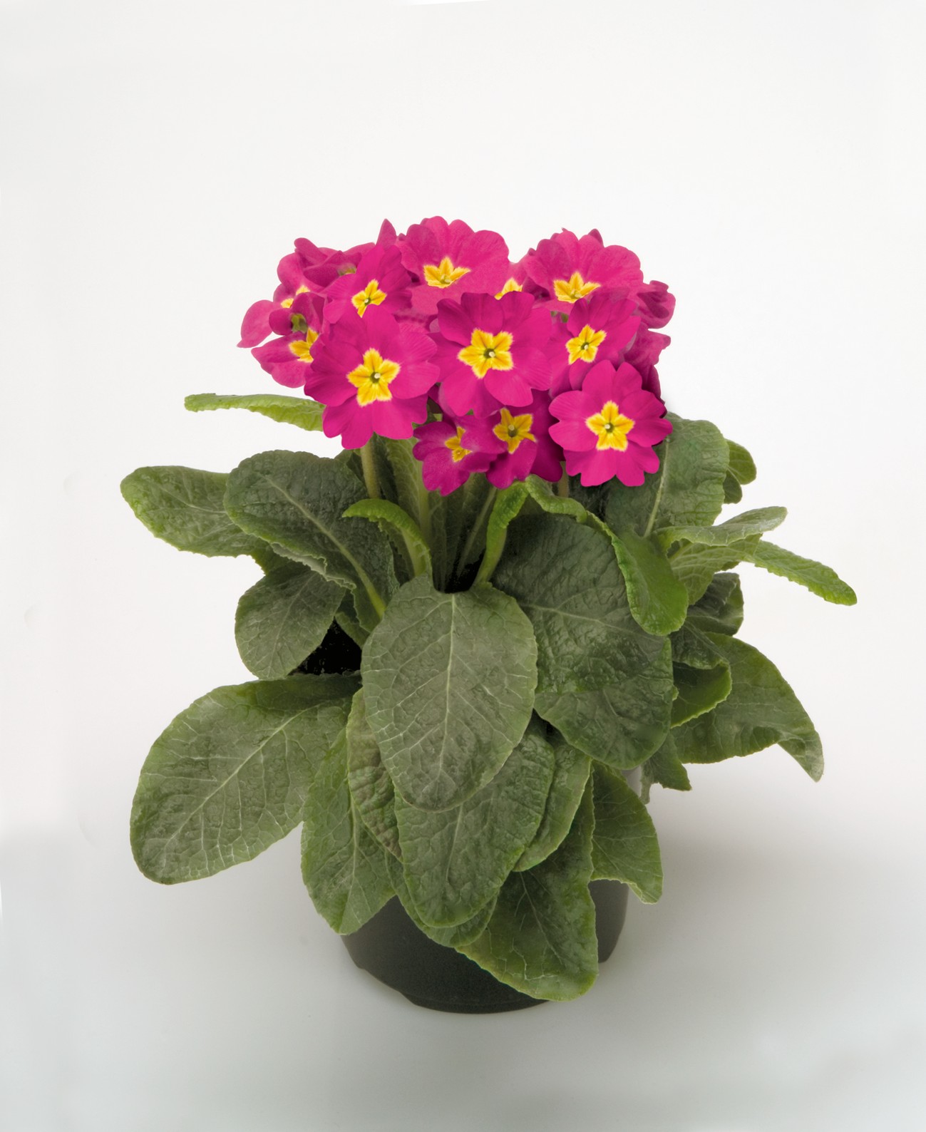 Primula elatior F1 Crescendo Bellarosa (mittelfrüh)