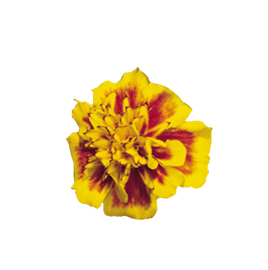 Tagetes patula Super Hero Yellow Bee