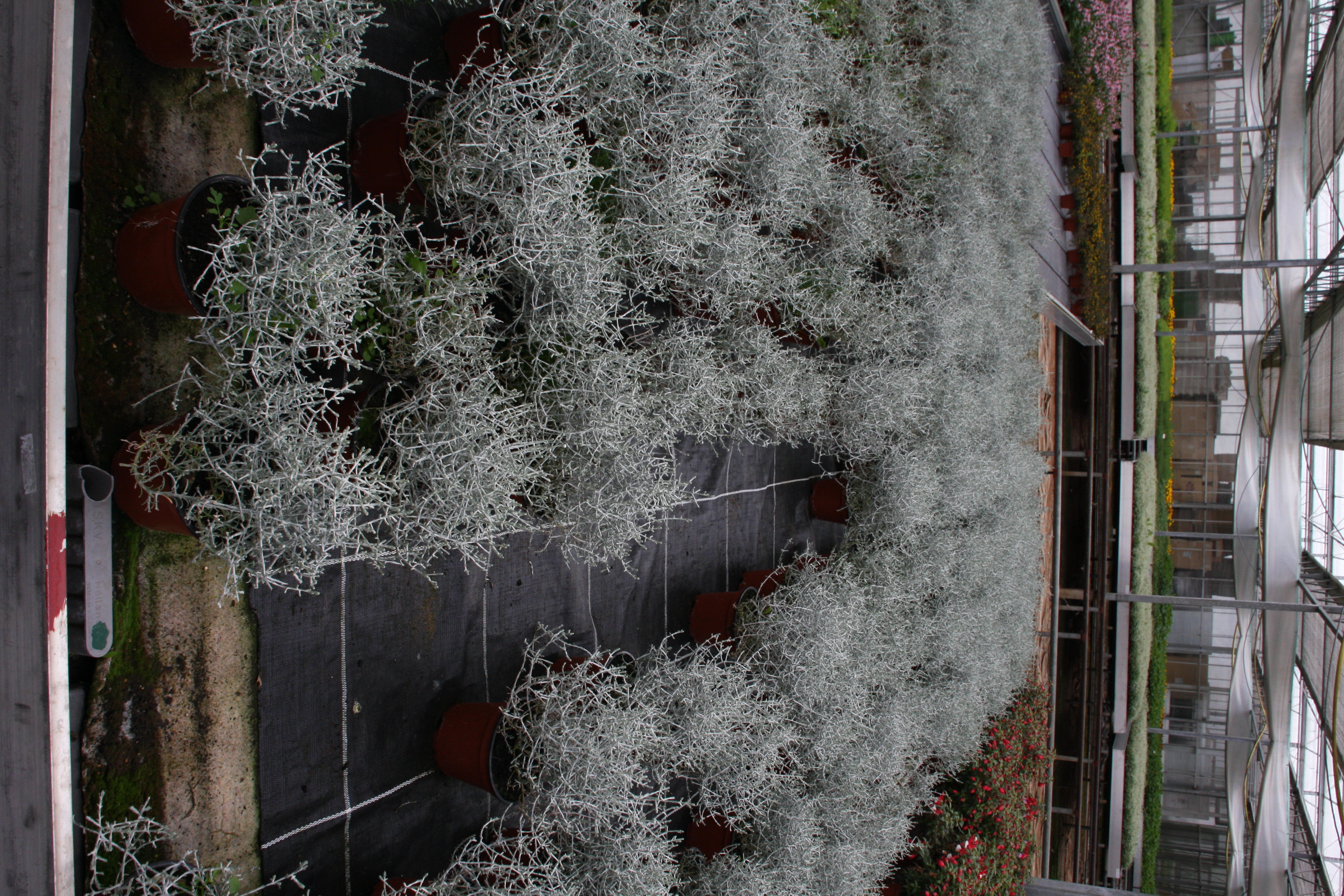 Calocephalus brownii Alibaba - Stacheldraht