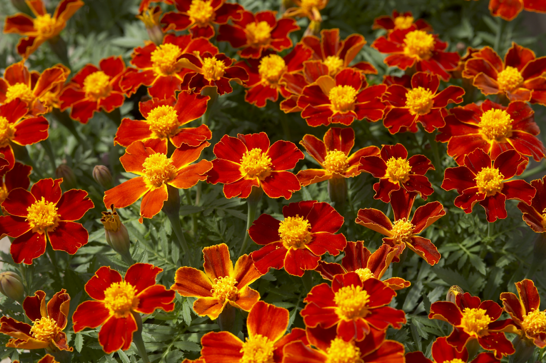 Tagetes patula Disco Rot