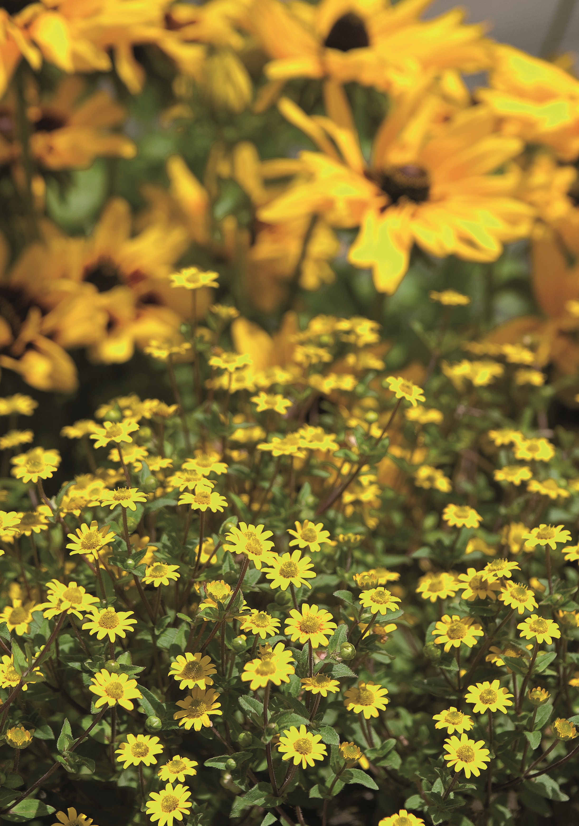 Sanvitalia speciosa Aztekengold