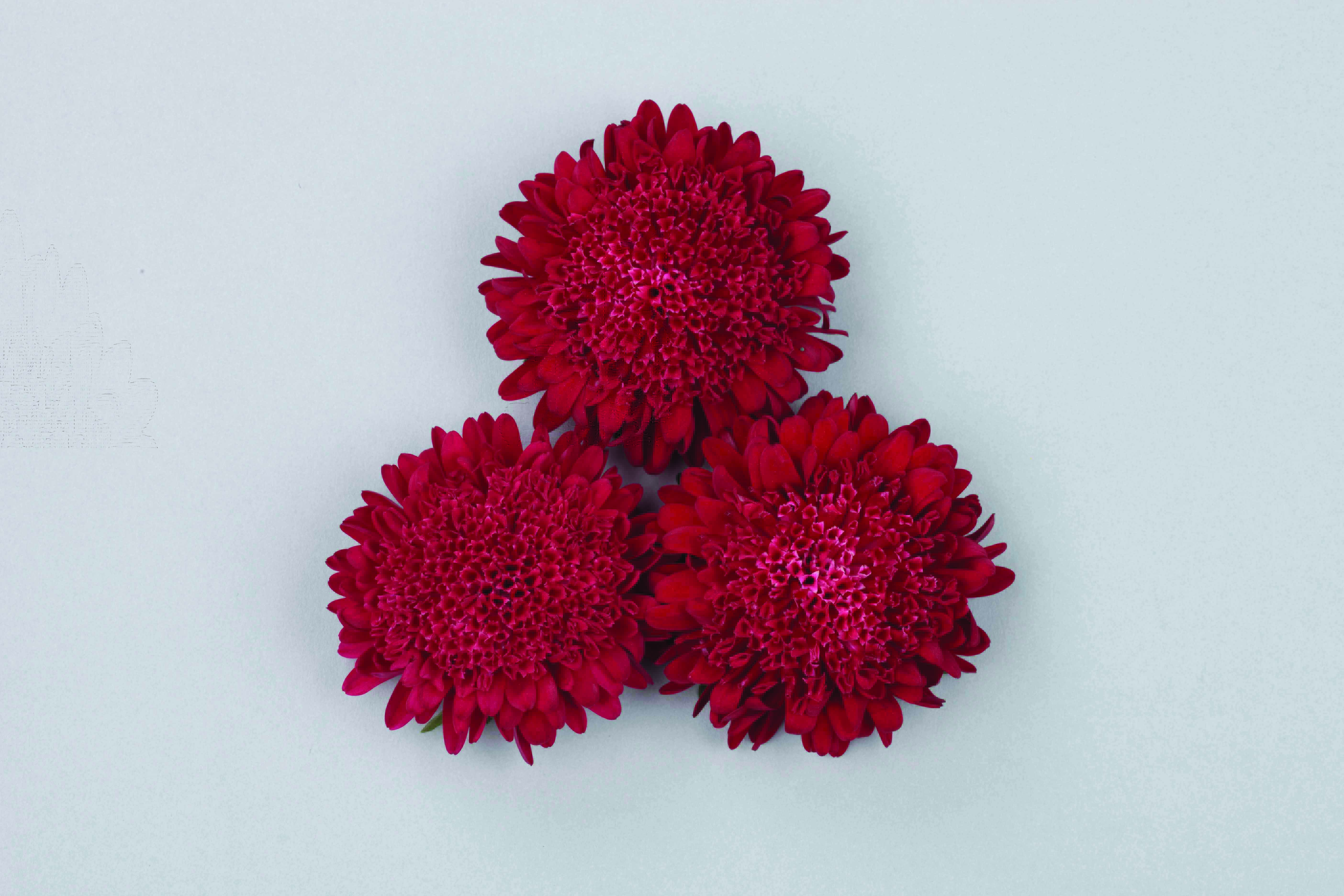 Callistephus chinensis Bonita Scarlet