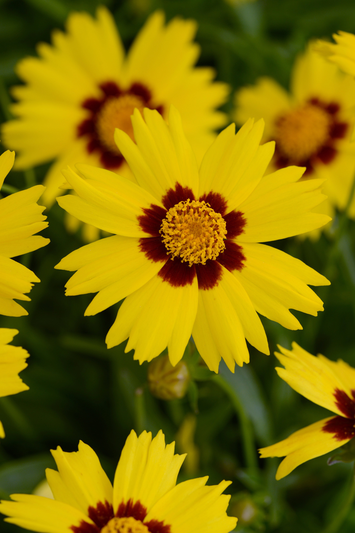 Coreopsis grandiflora Sunkiss