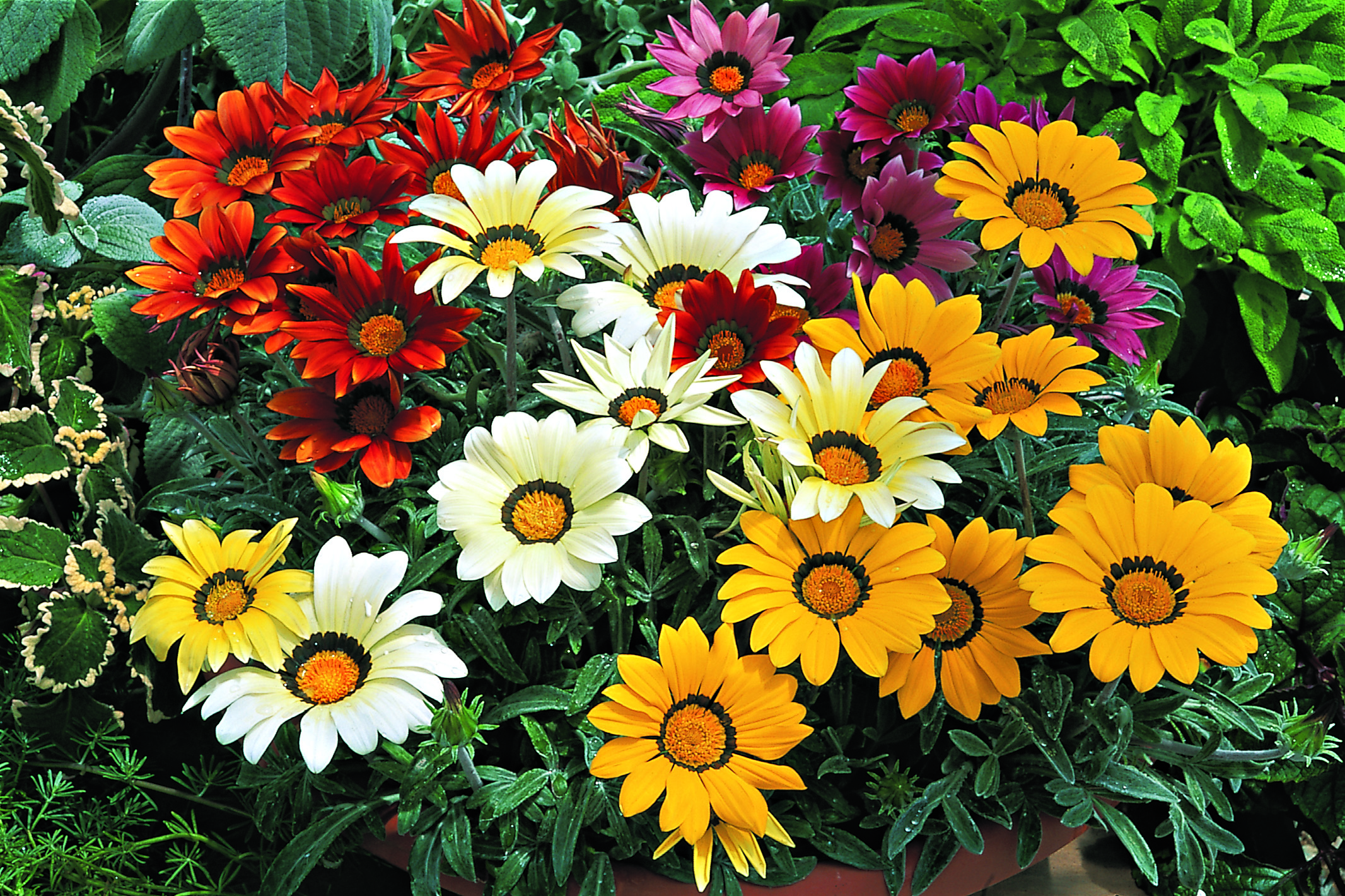 Gazania rigens F1 Kiss Mix