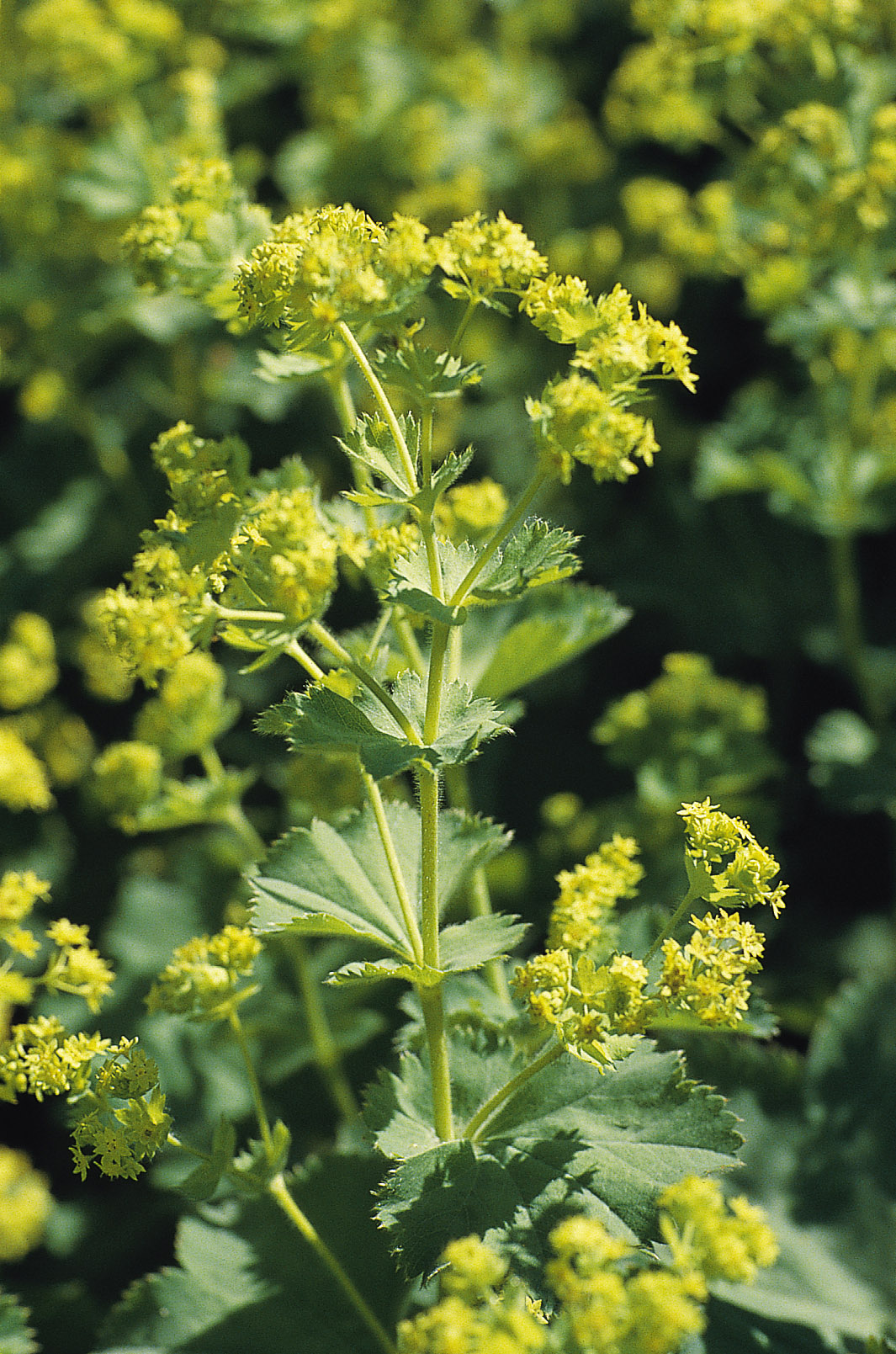 Alchemilla mollis Thriller