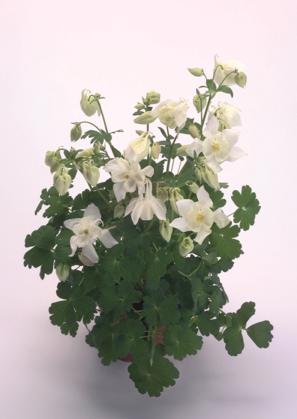 Aquilegia flabellata Spring Magic Weiß