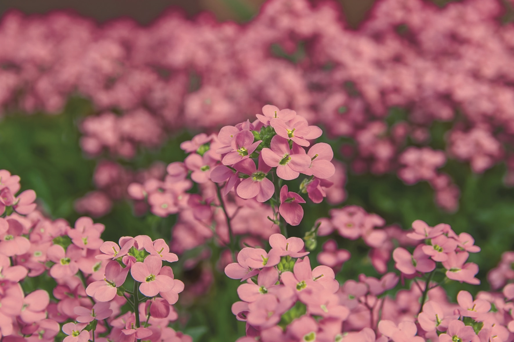 Arabis caucasica Compinkie
