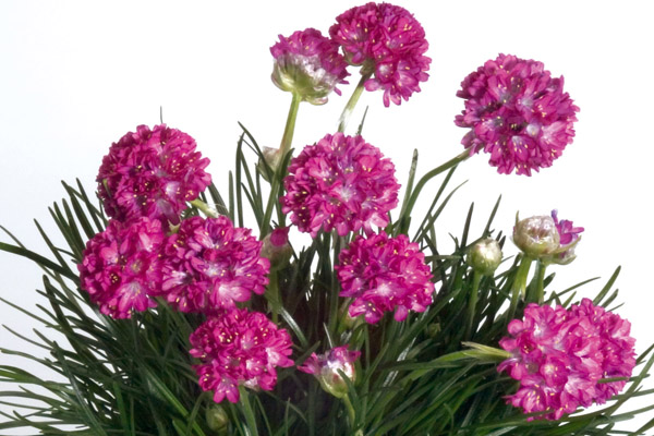 Armeria maritima Morning Star Rose