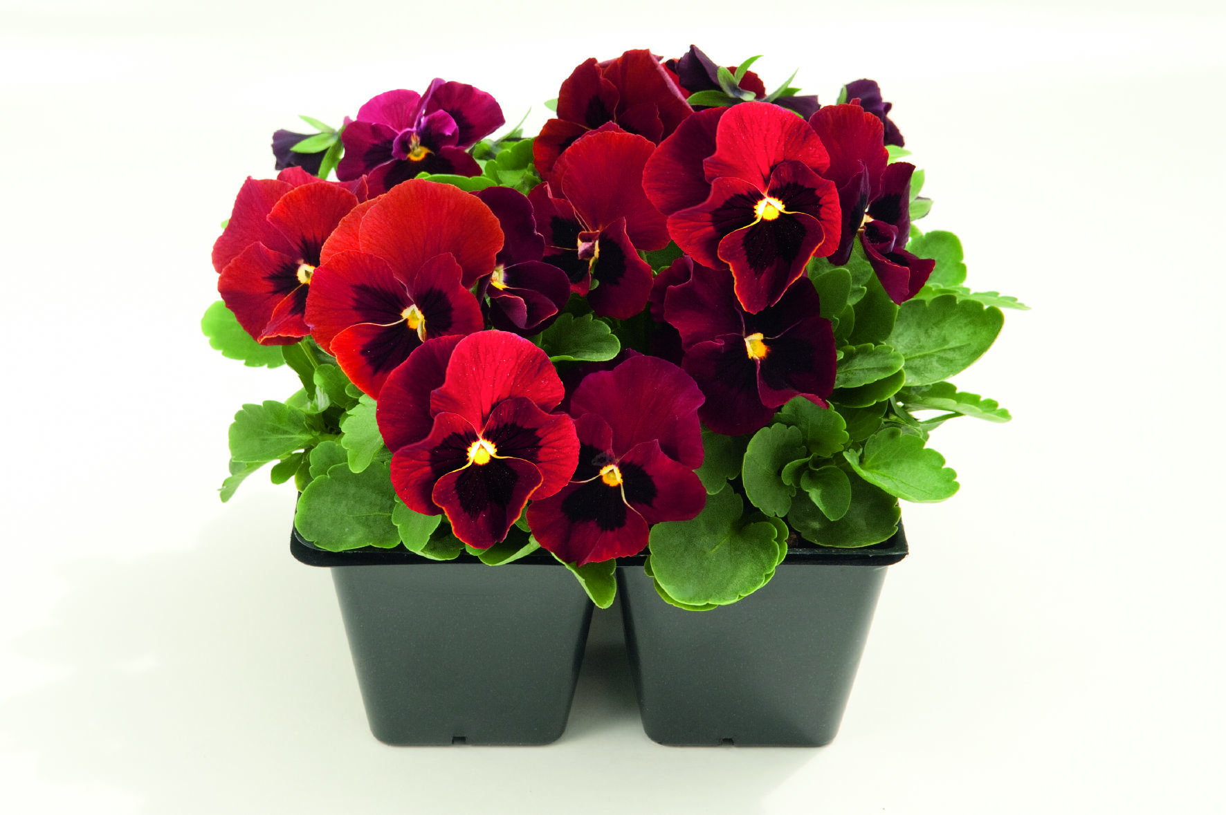 Viola cornuta F1 Admire Rot