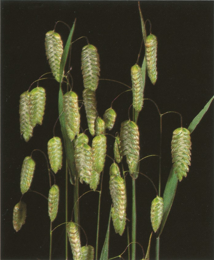 Briza maxima
