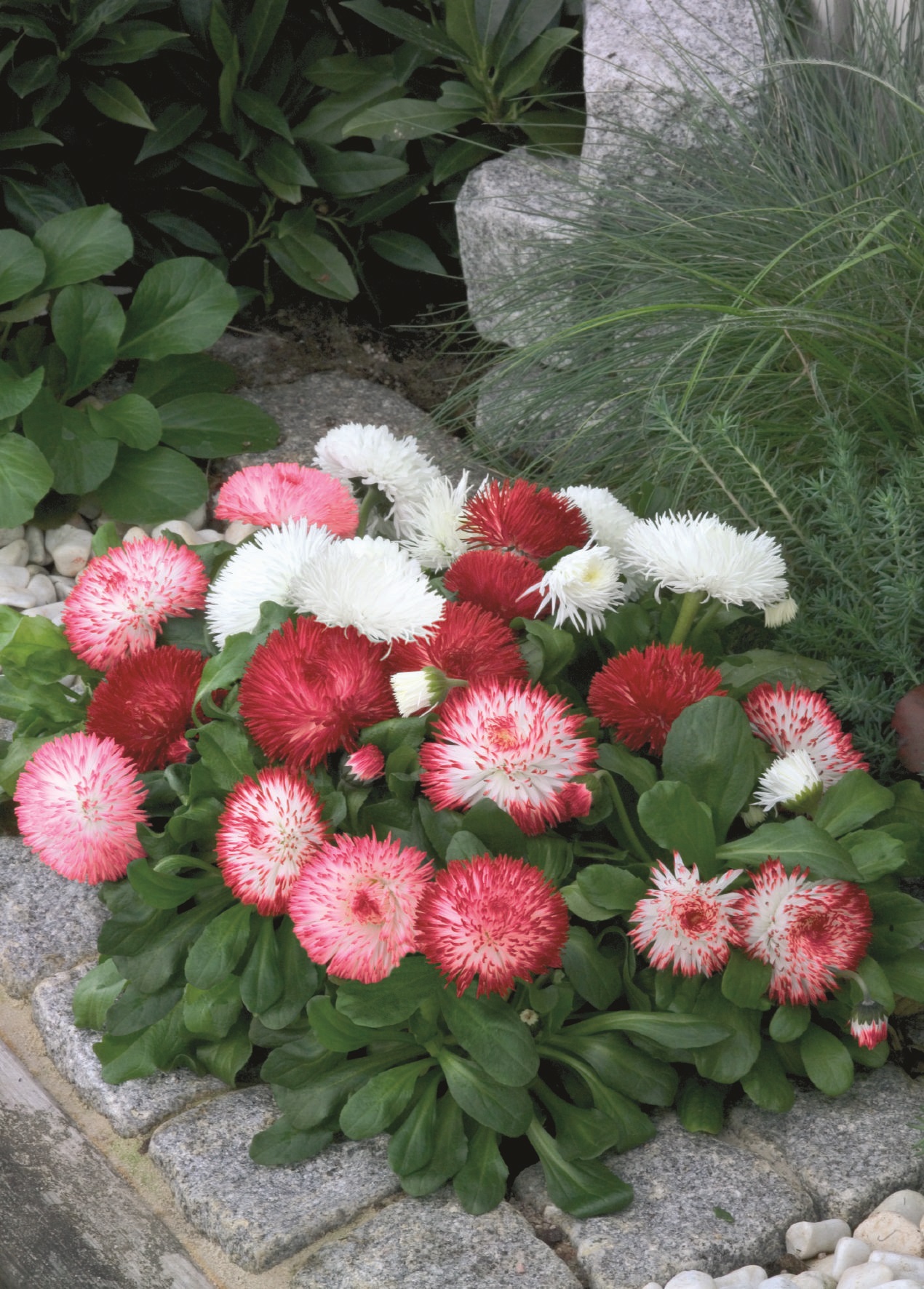 Bellis perennis Habanera Mischung