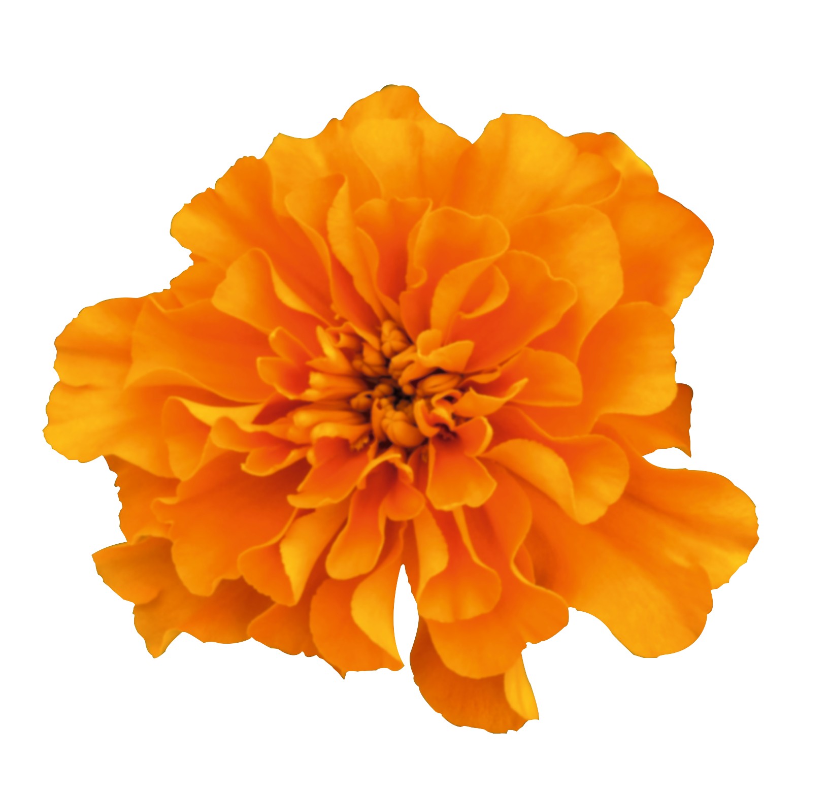 Tagetes patula Super Hero Orange