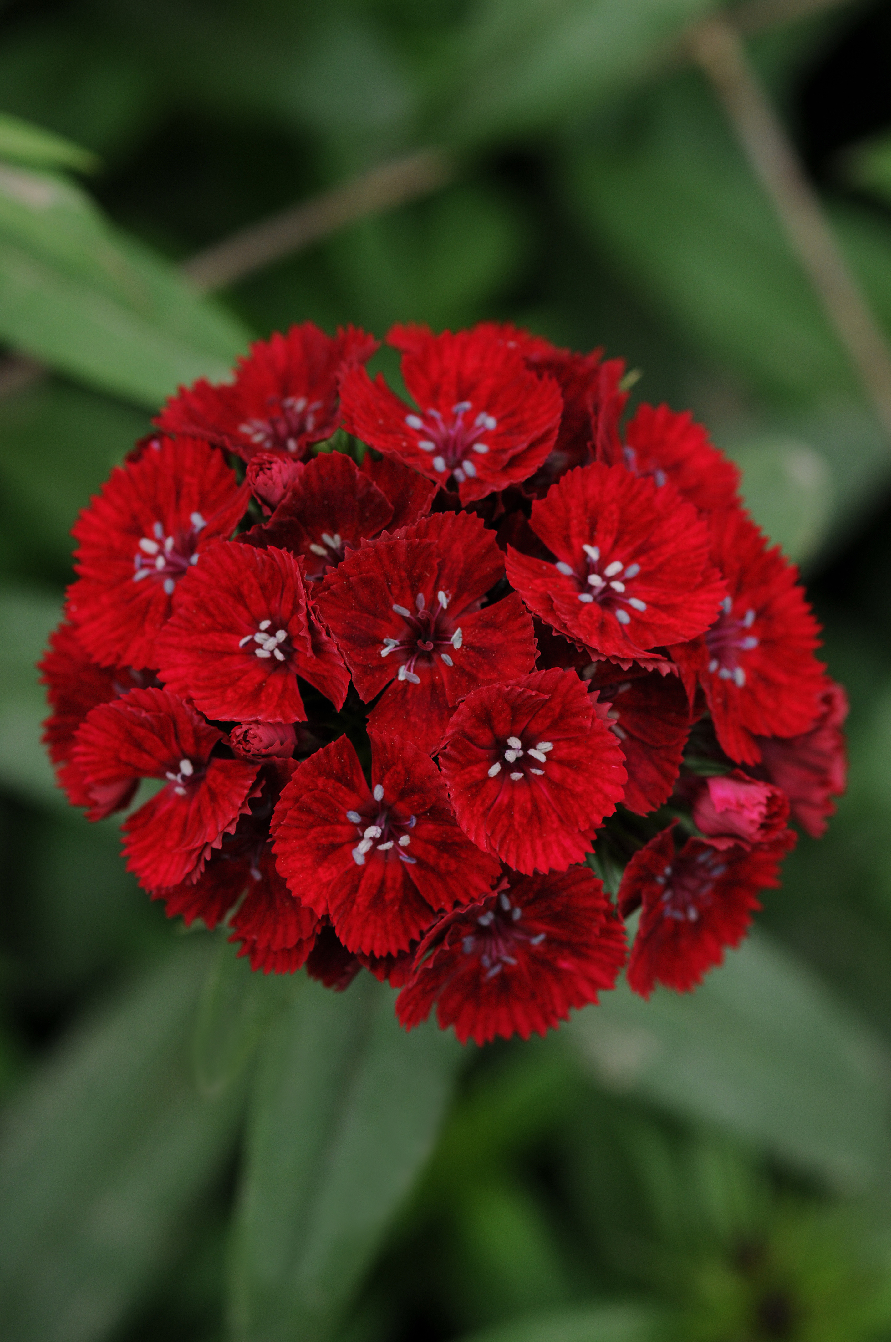 Dianthus barbatus F1 Sweet Rot