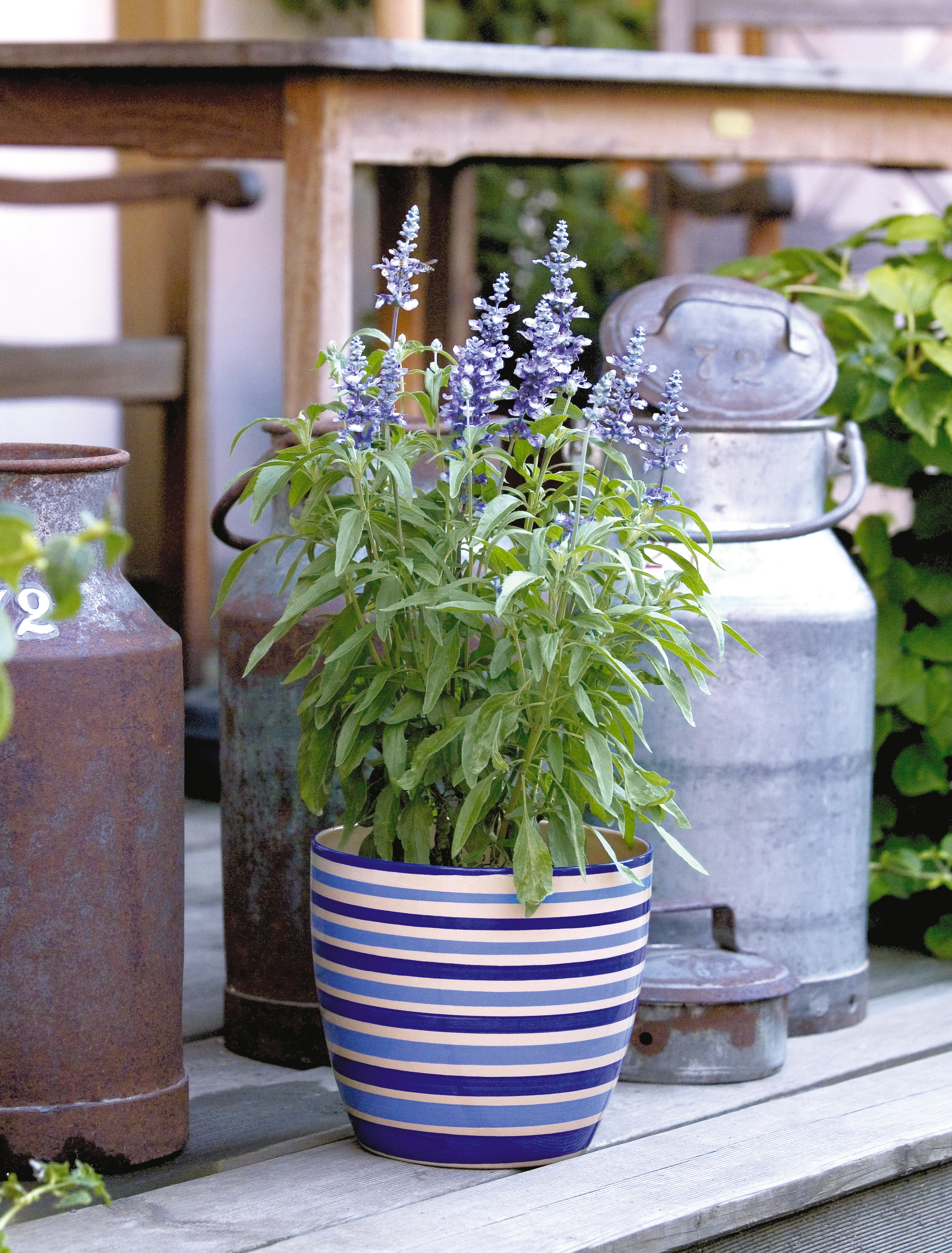Salvia farinacea Fairy Queen