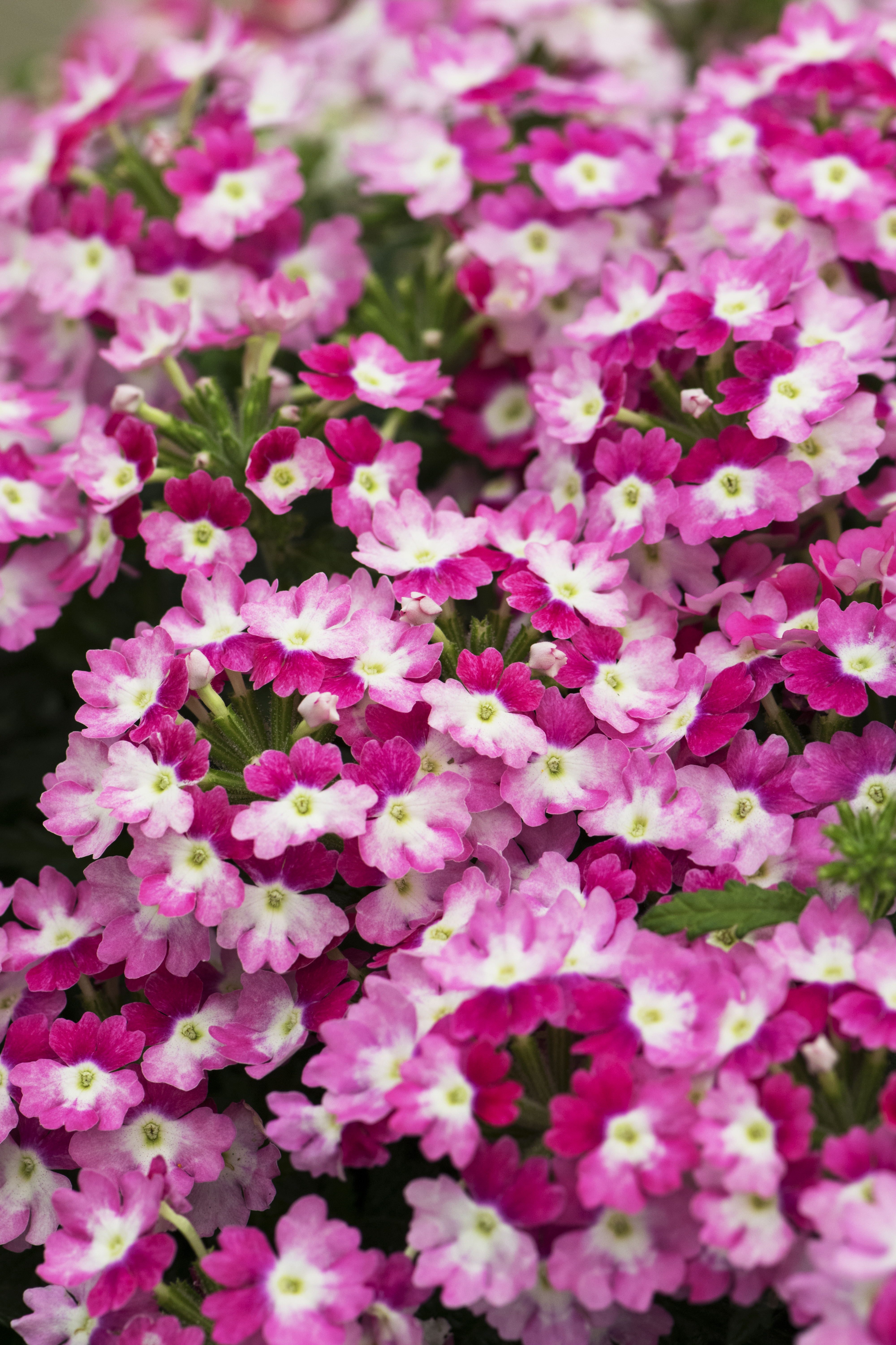Verbena x Hybrida Hurrican (P) Pink