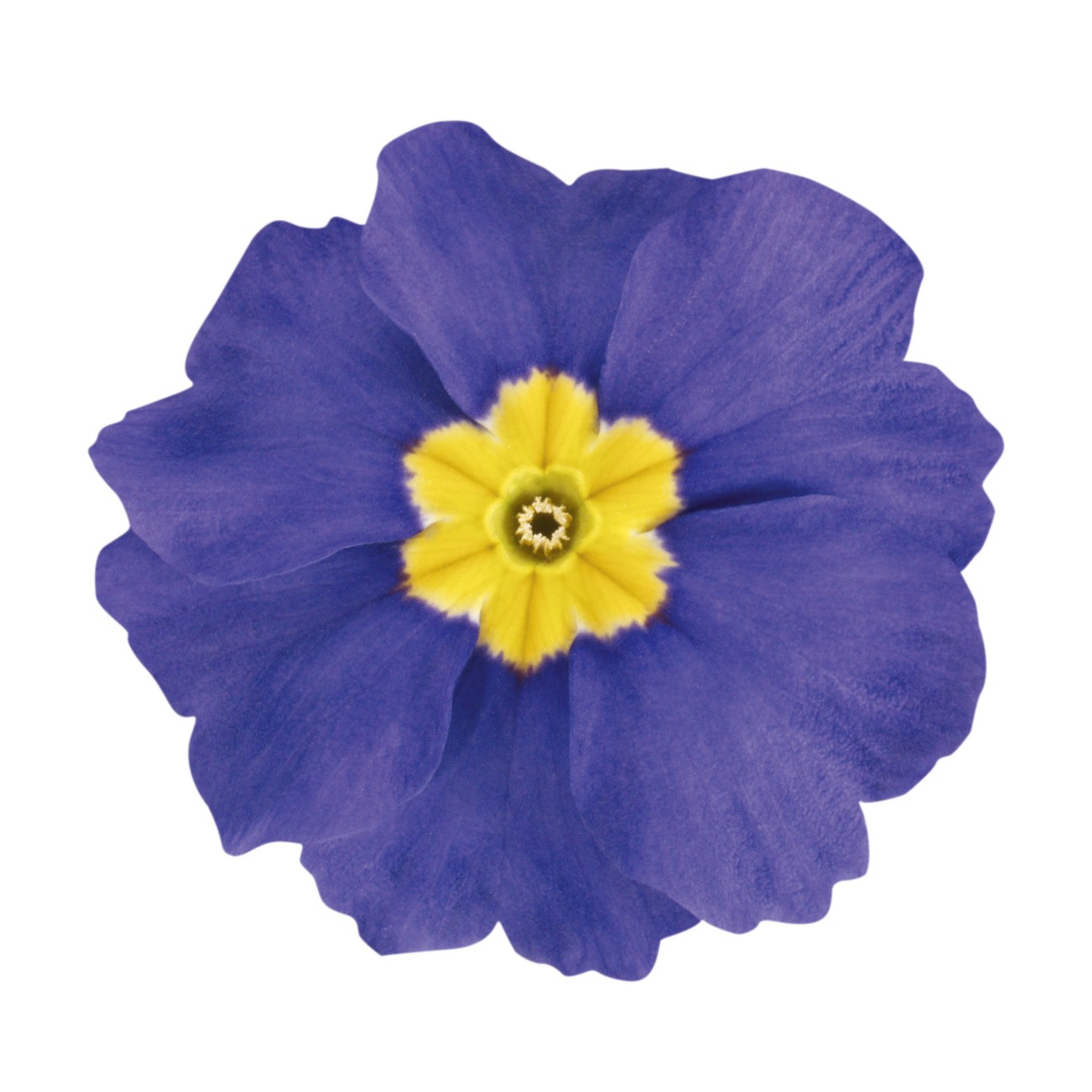 Primula elatior F1 Crescendo Blau (mittelfrüh)