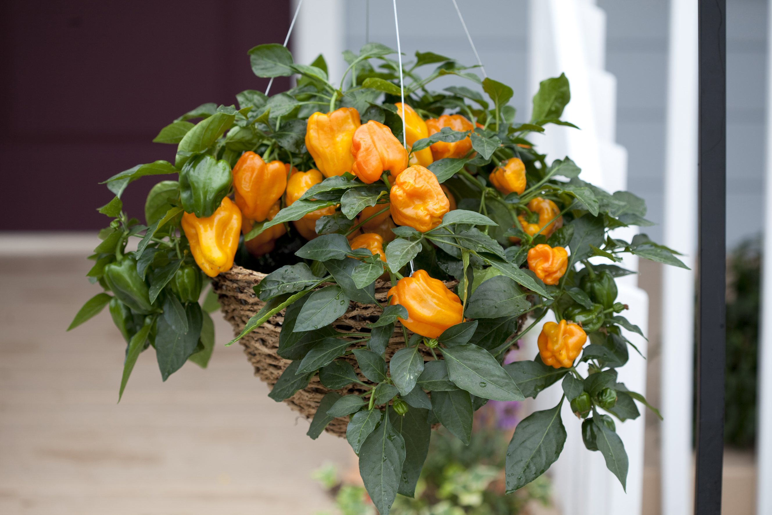 Capsicum Paprika F1 Mohawk