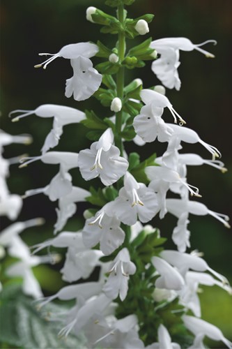 Salvia coccinea Sommer Juwel Weiß