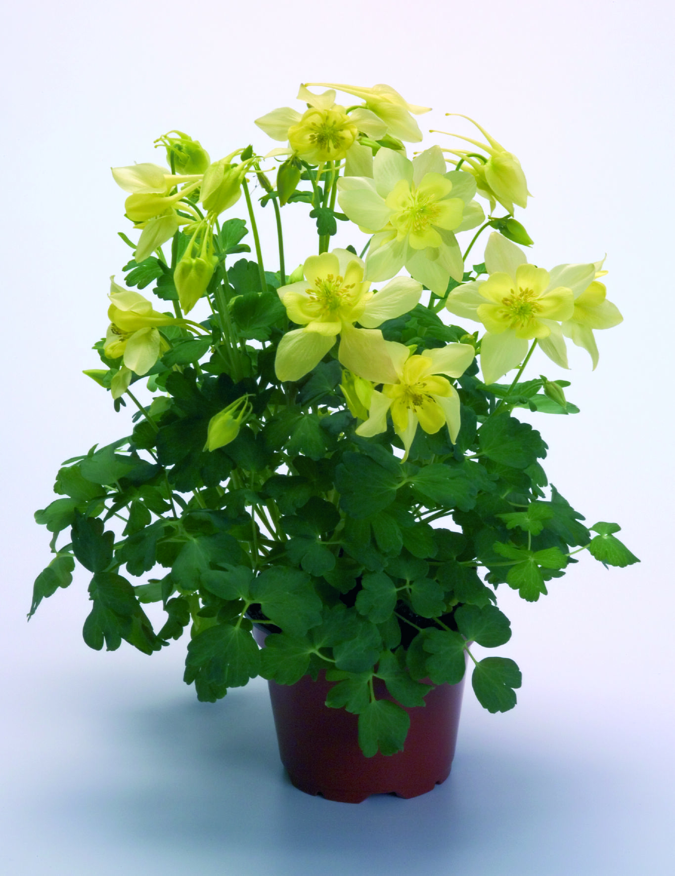 Aquilegia flabellata Spring Magic Gelb