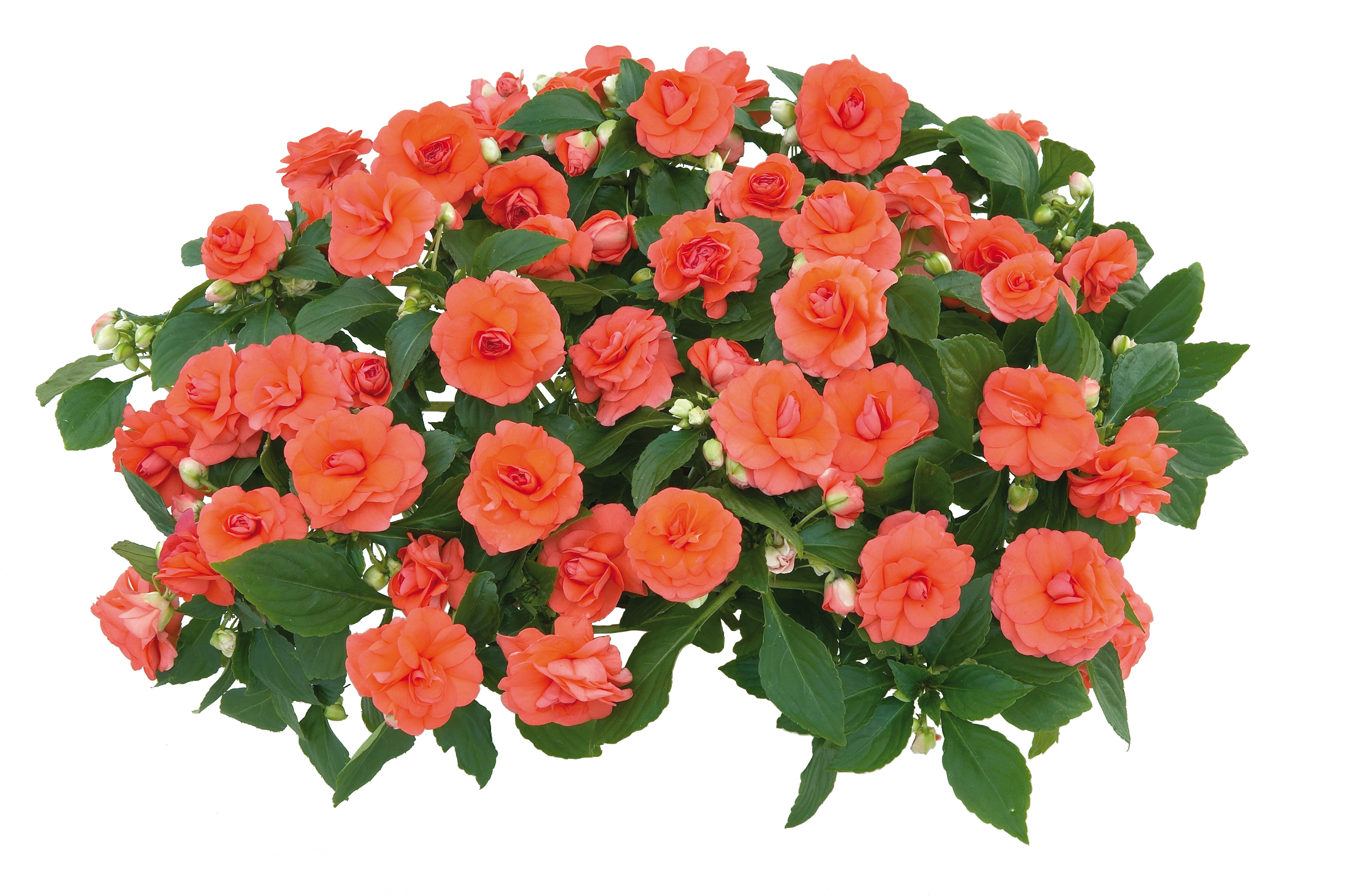 Impatiens Musica (P) Salmon