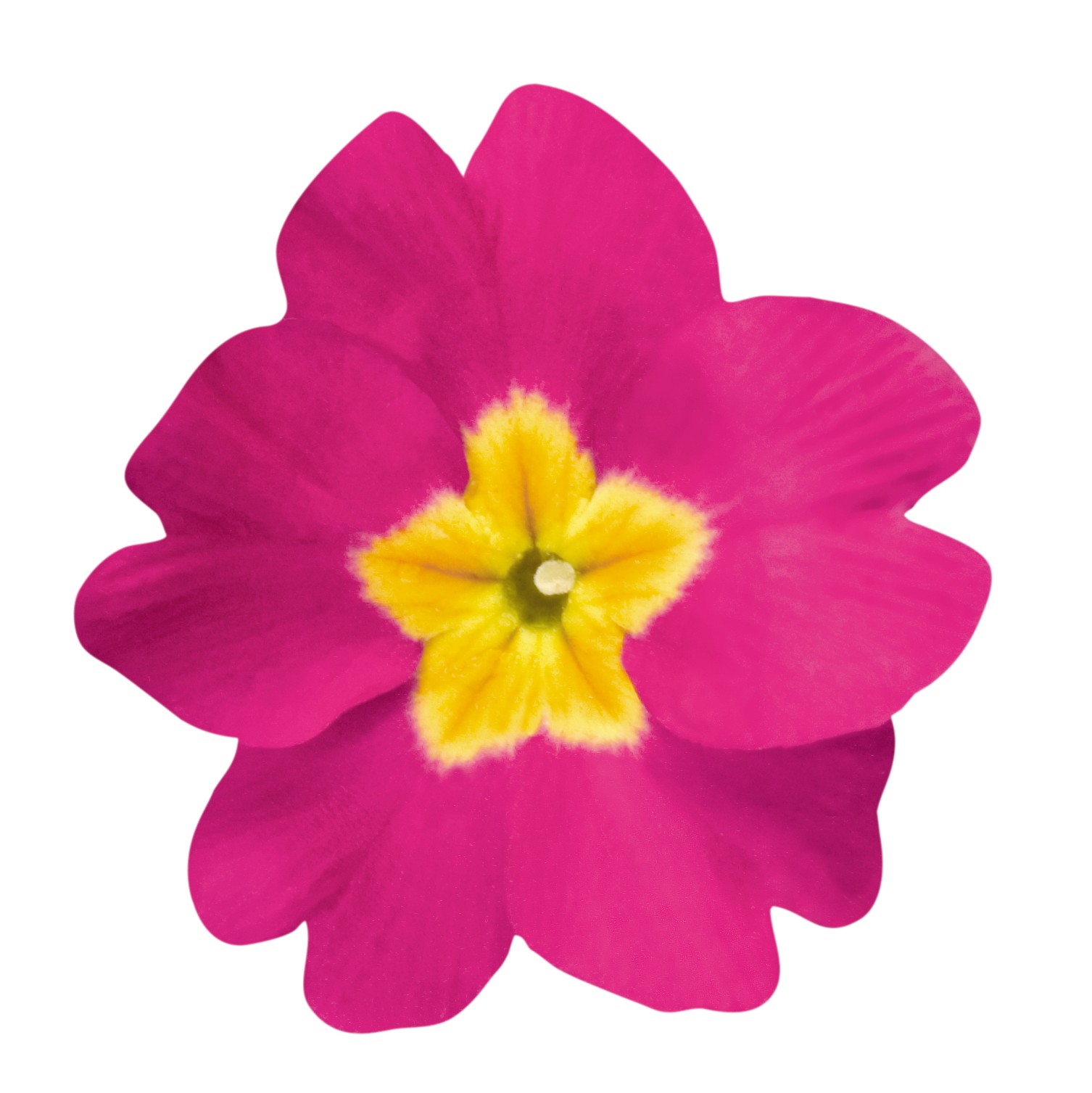 Primula elatior F1 Crescendo Bellarosa (mittelfrüh)