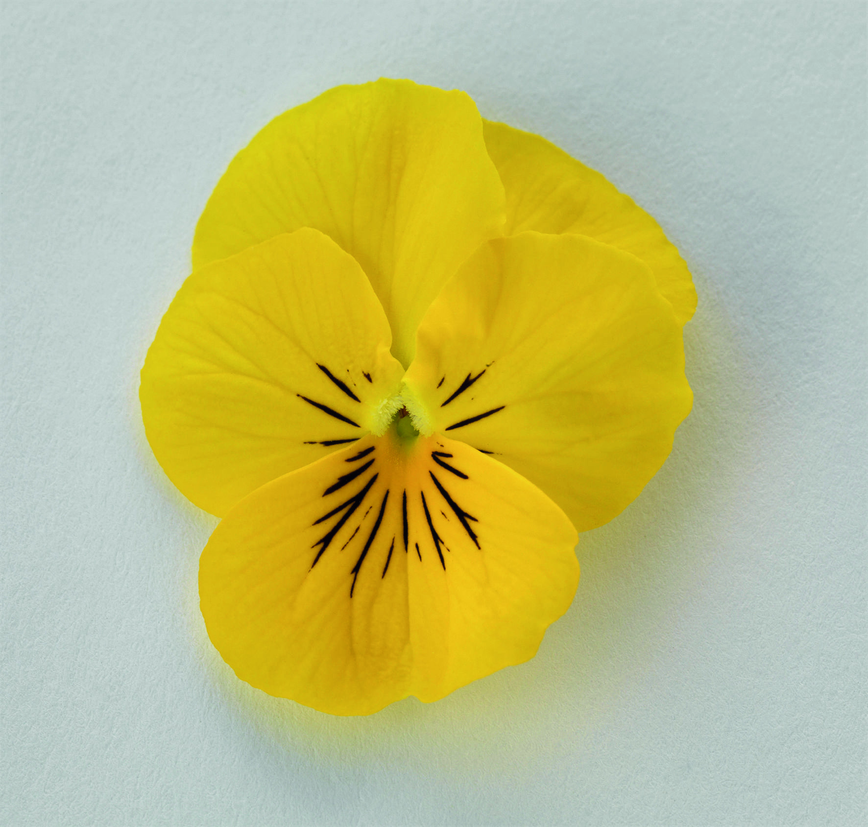 Viola cornuta F1 Admire Gelb