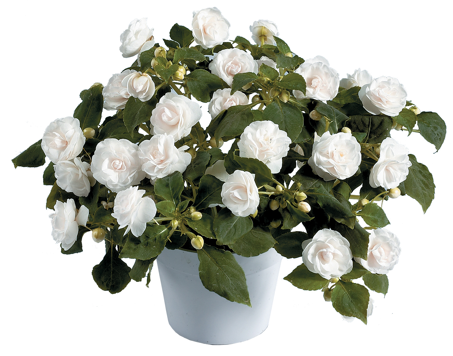 Impatiens Musica (P) Pure White