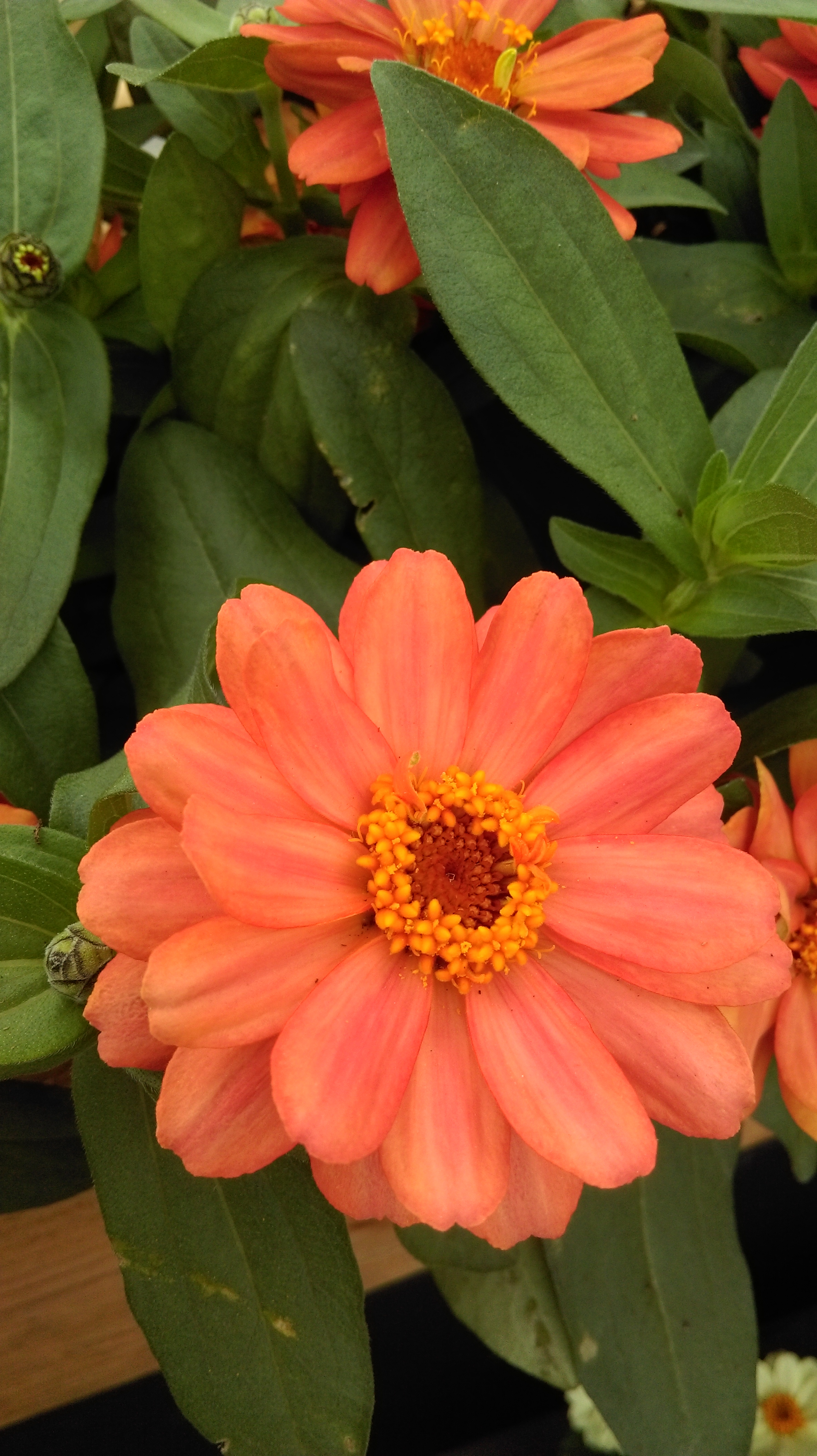 Zinnia angustifolia F1 Profusion Double Deep Salmon