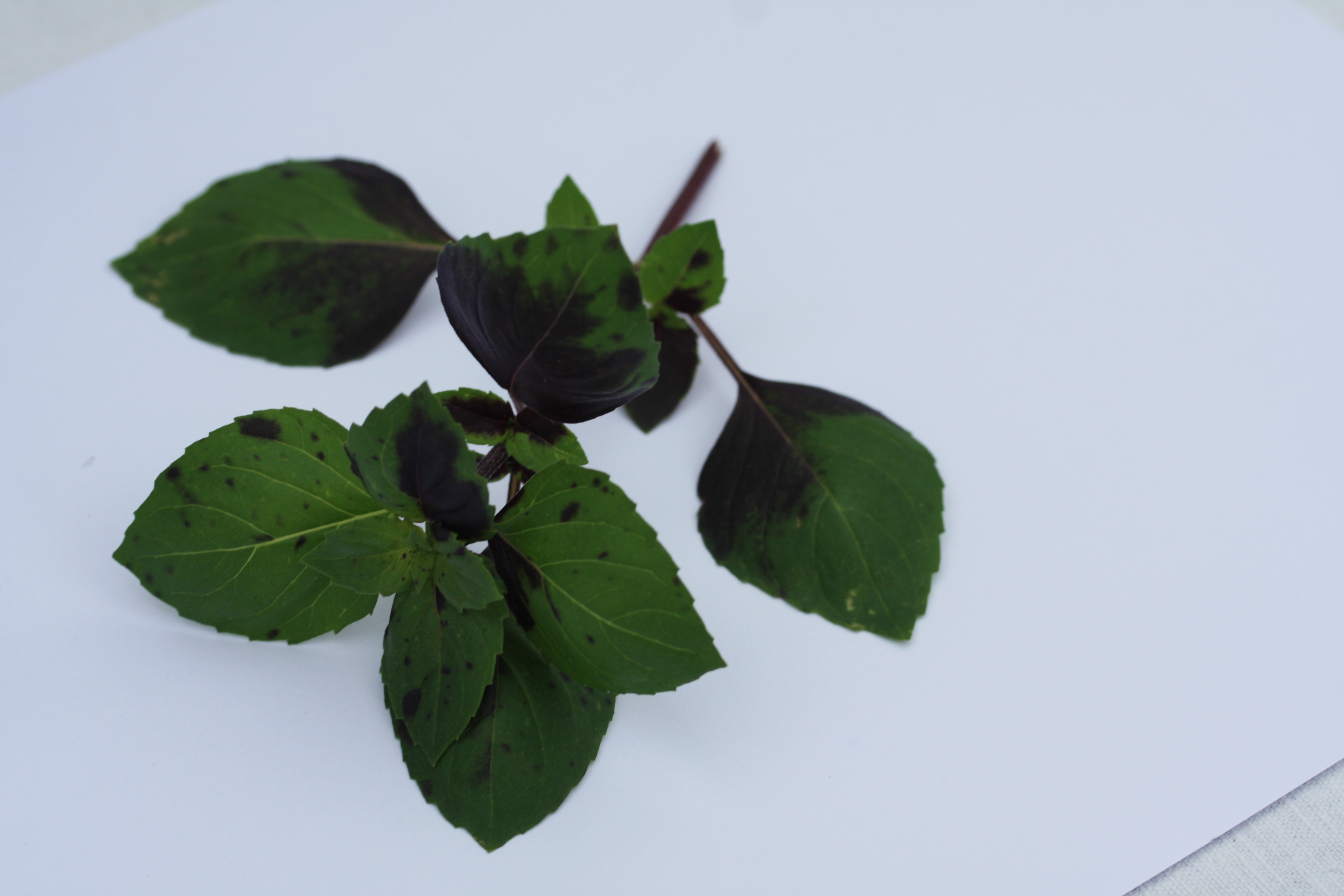 Ocimum basilicum Harlekin (P)