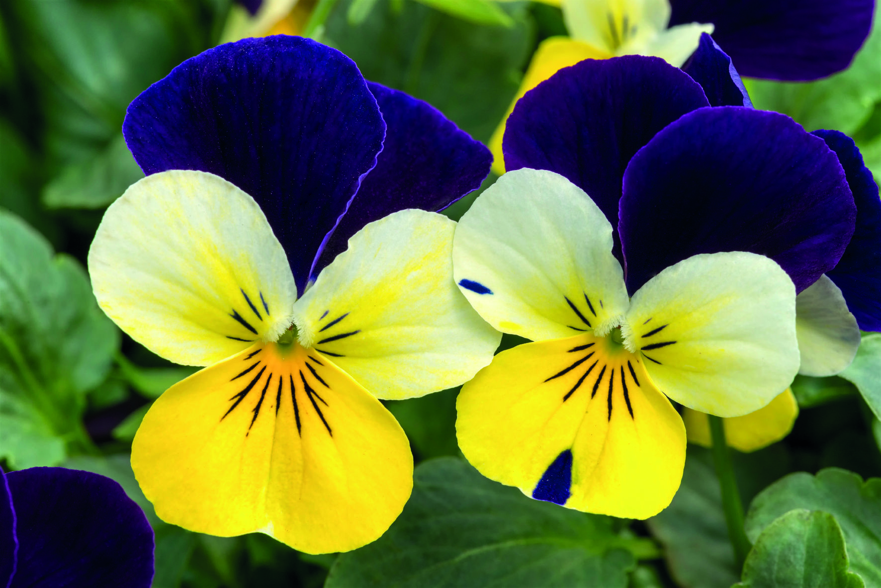Viola cornuta F1 Admire Lemon Purple Wing