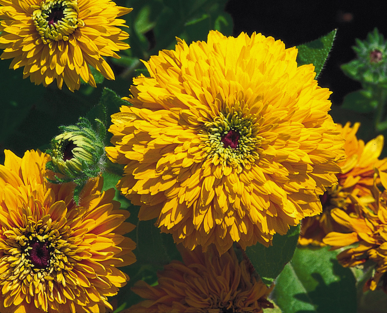 Rudbeckia hirta Maya