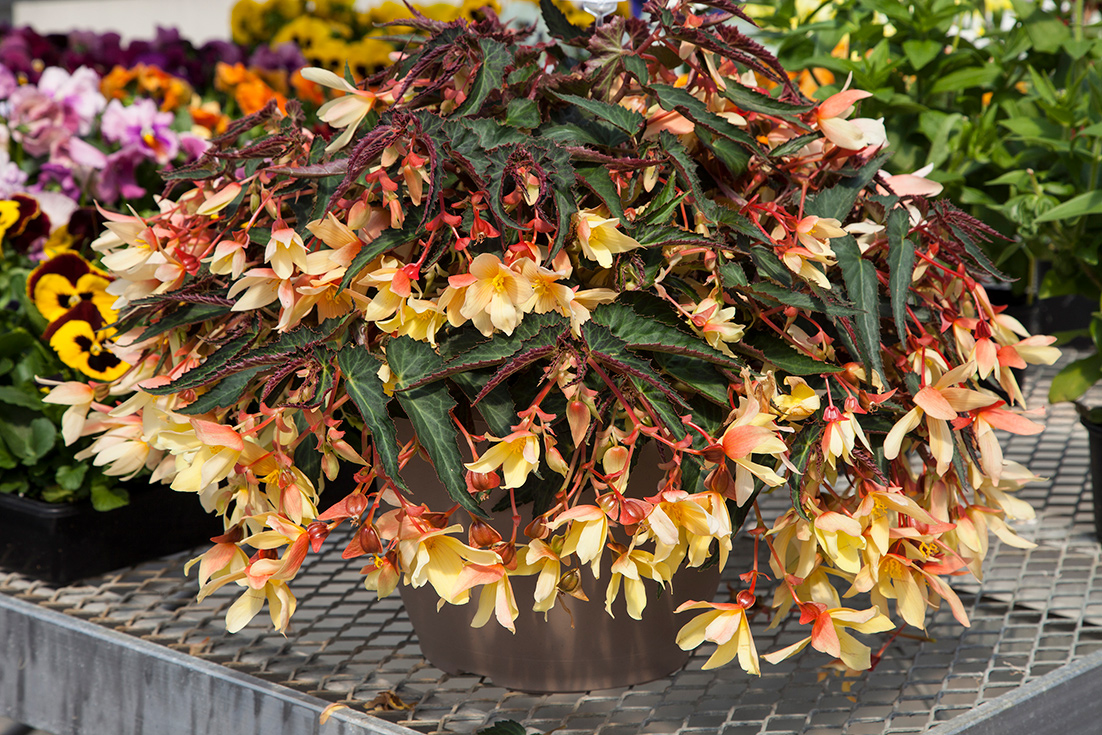 Begonia boliviensis F1 Bossa Nova YELLOW