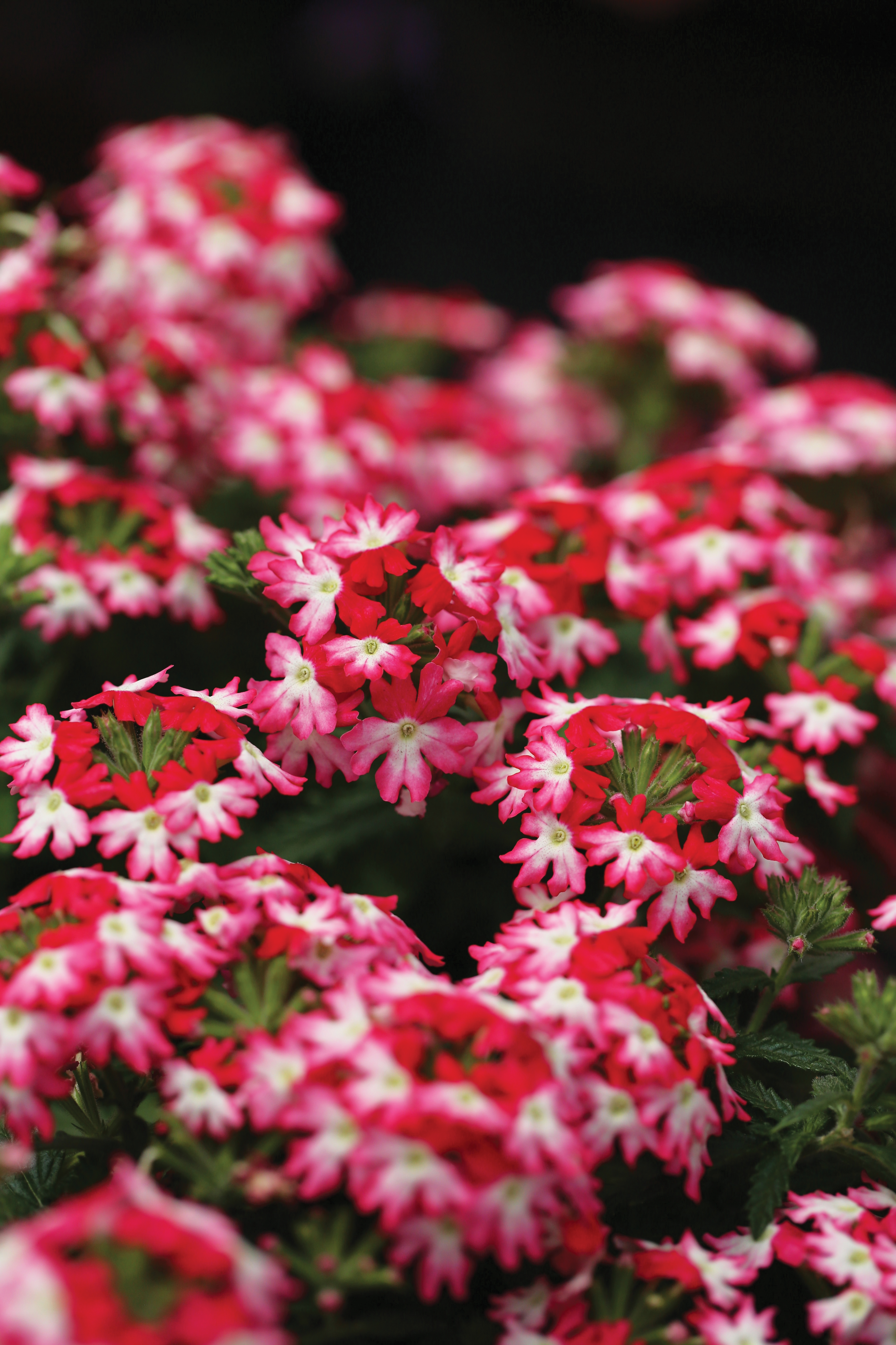 Verbena x Hybrida Hurrican (P) Red