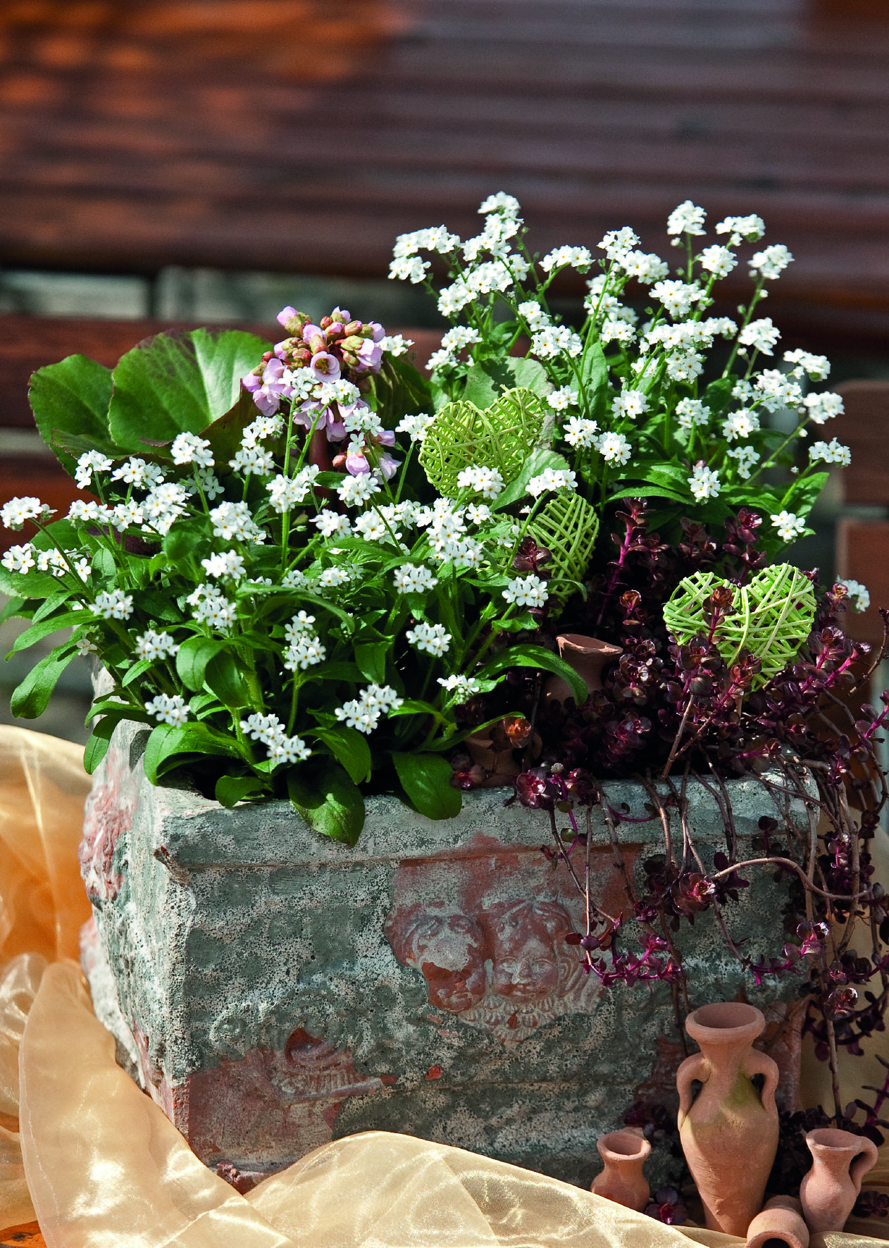 Myosotis sylvatica Sylva Snowsylva