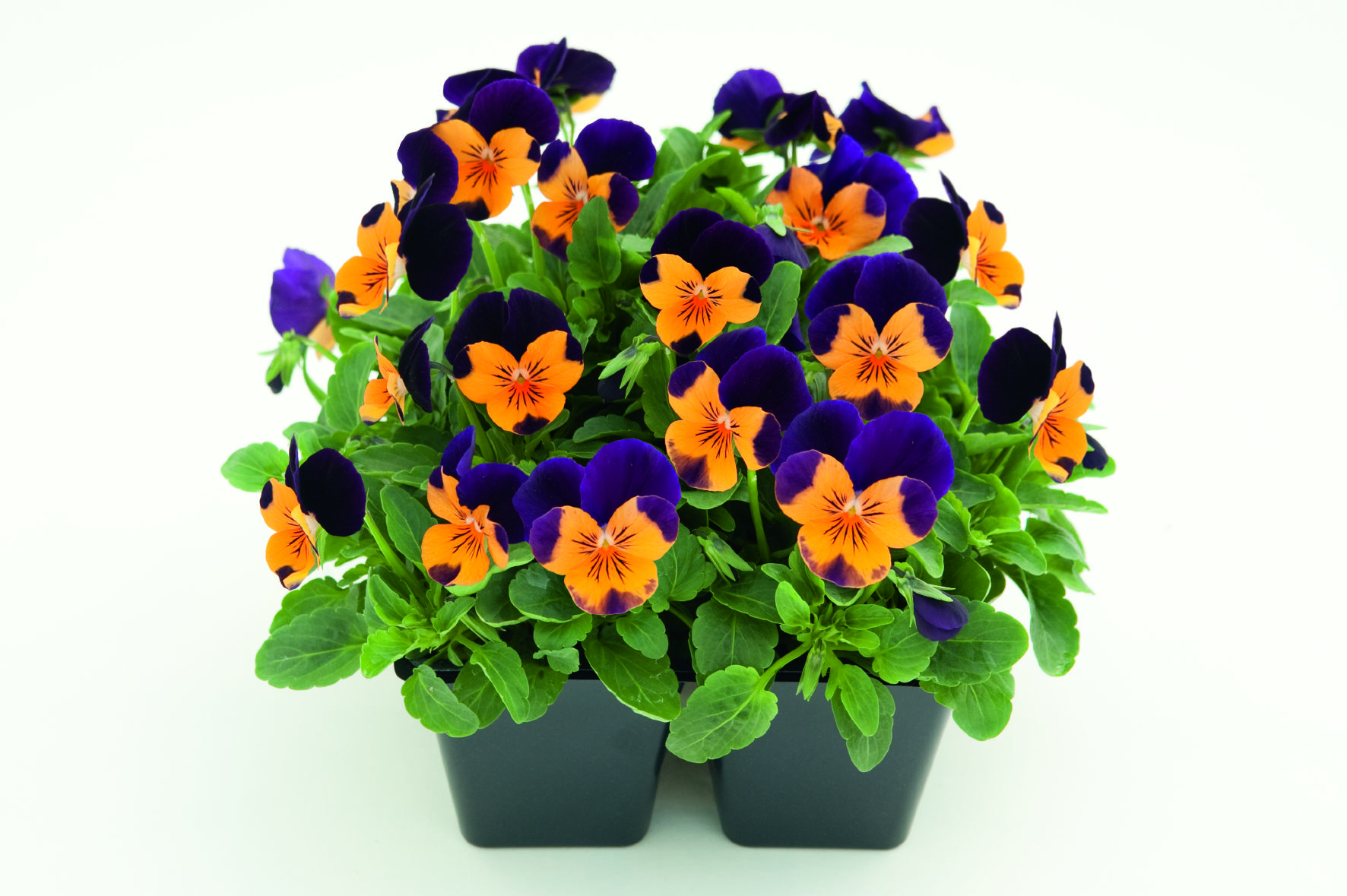 Viola cornuta F1 Admire Orange Purple Wing