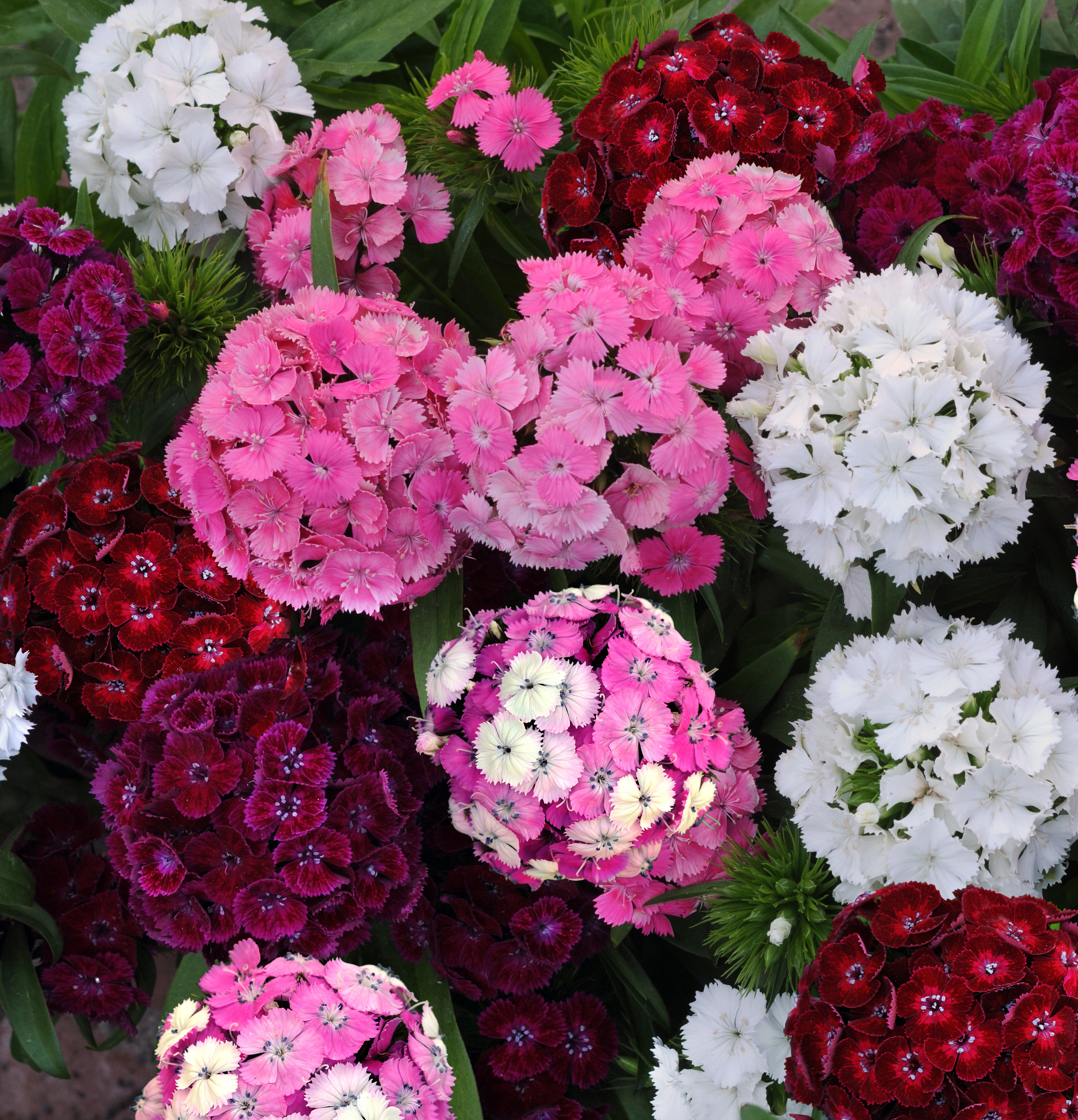 Dianthus barbatus F1 Dash Mischung