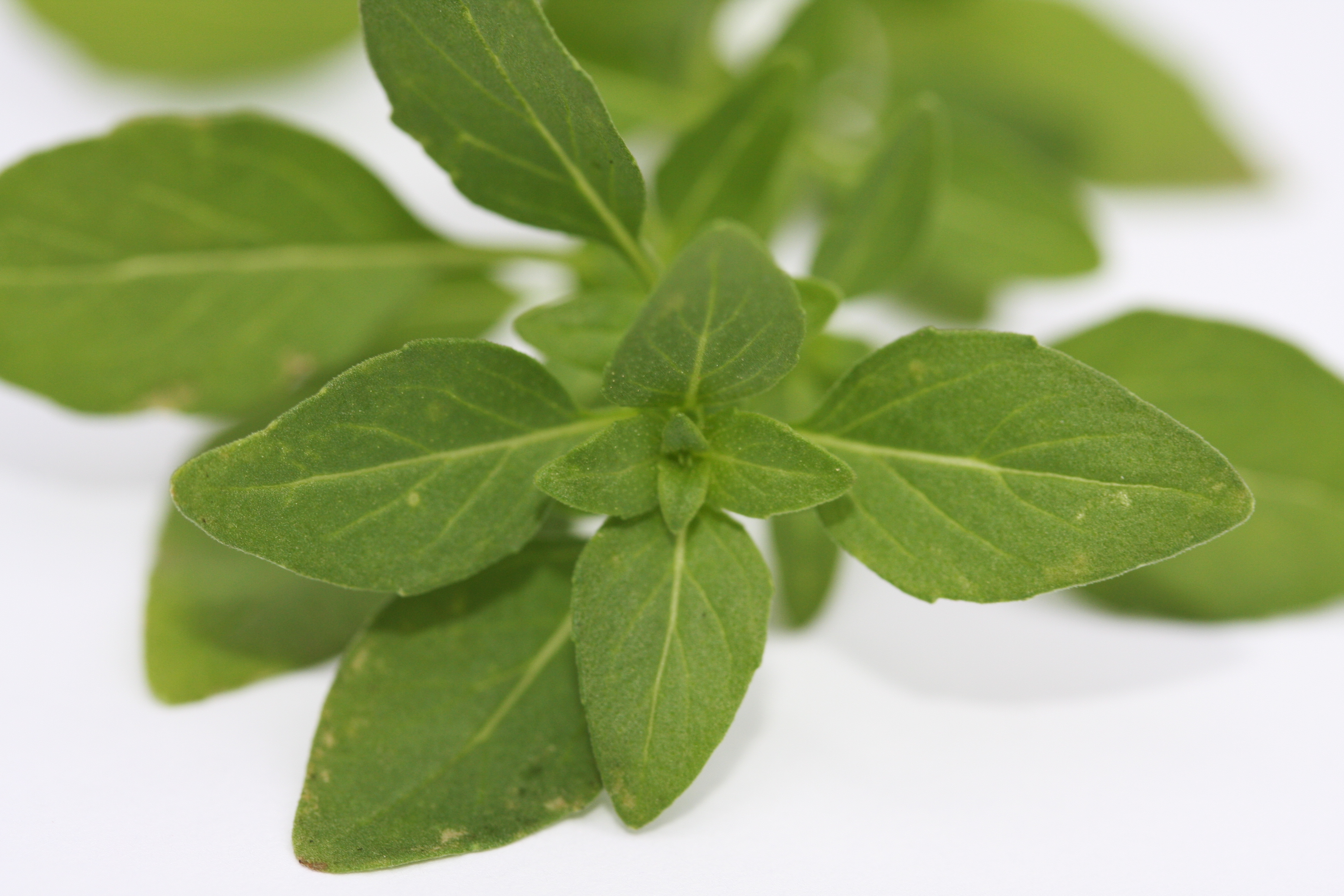 Ocimum basilicum Green Ball (P)