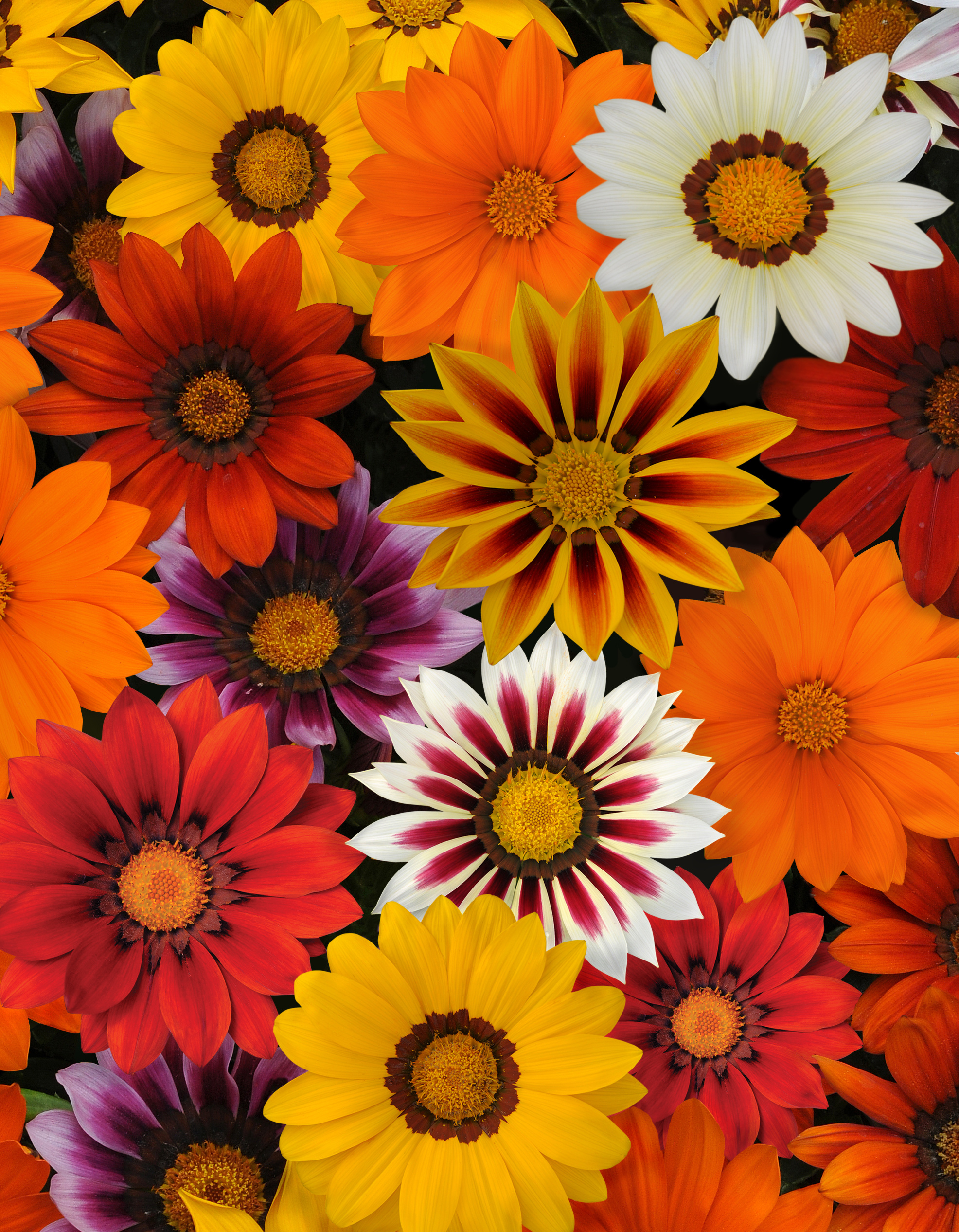 Gazania rigens F1 New Day Mischung