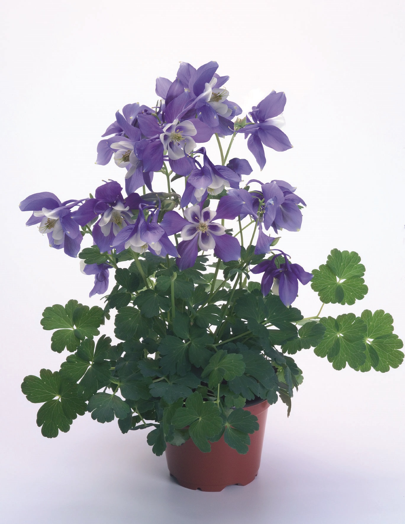 Aquilegia flabellata Spring Magic Blau Weiß