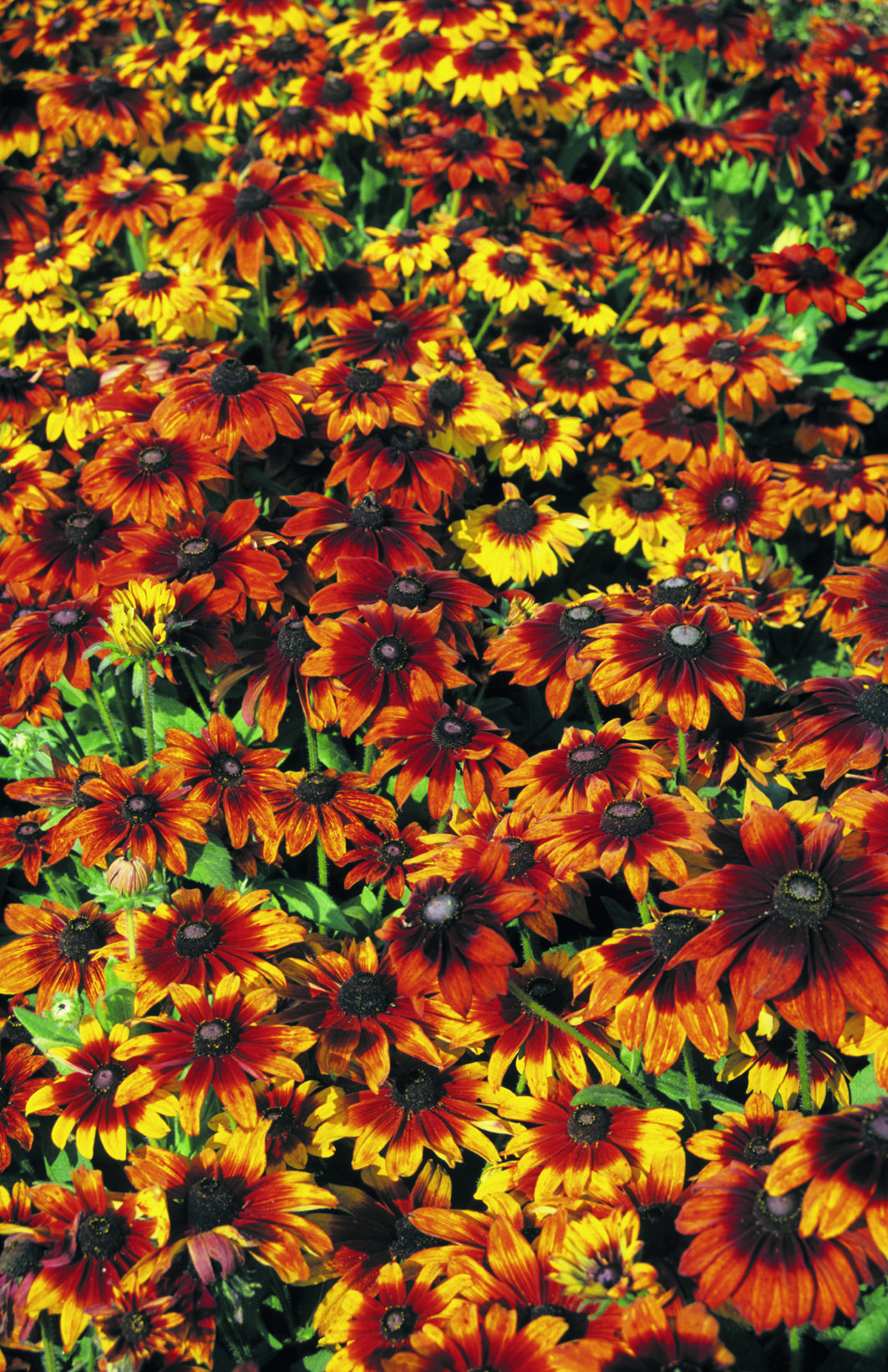 Rudbeckia hirta Cherry Brandy
