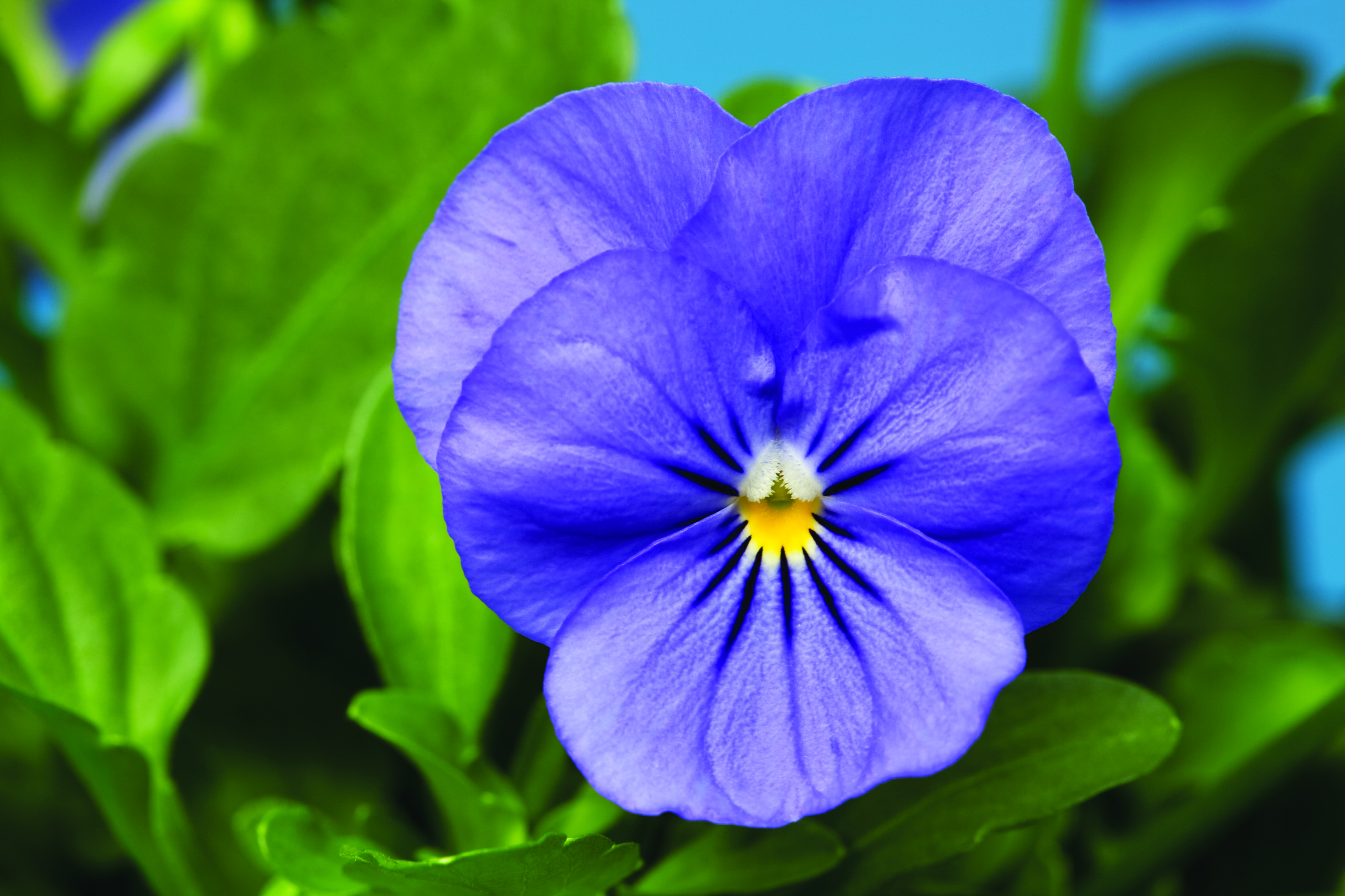 Viola cornuta F1 Penny Blue