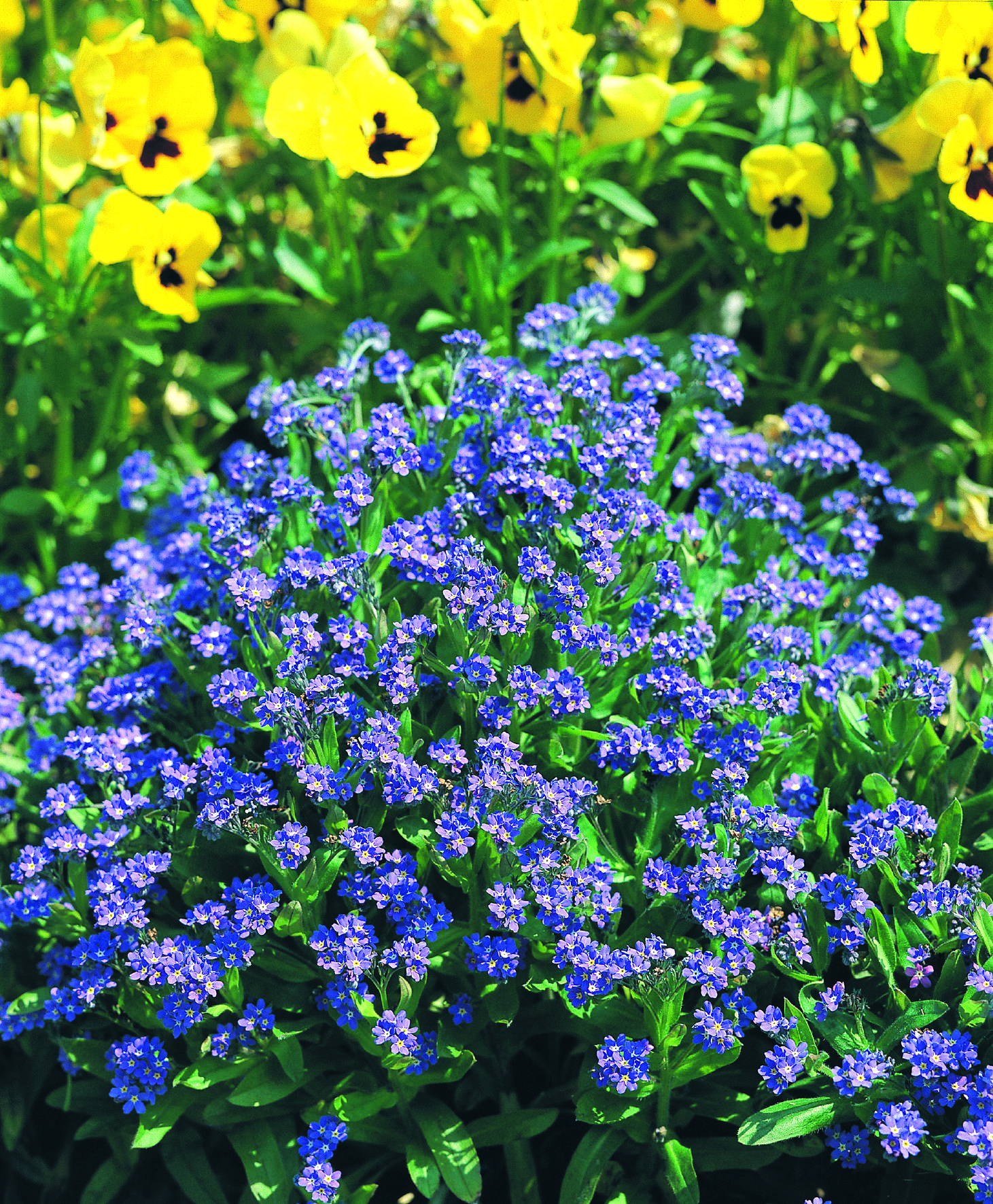 Myosotis sylvatica Compindi