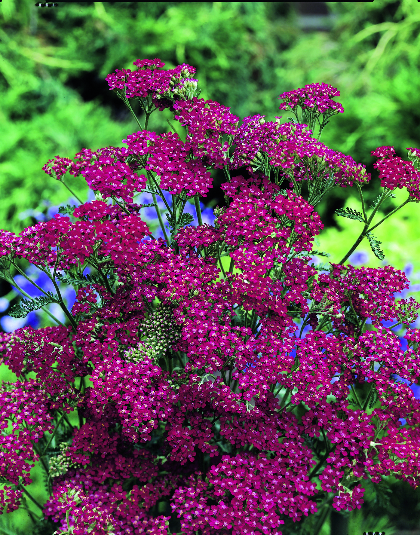 Achillea millefolium Cassis