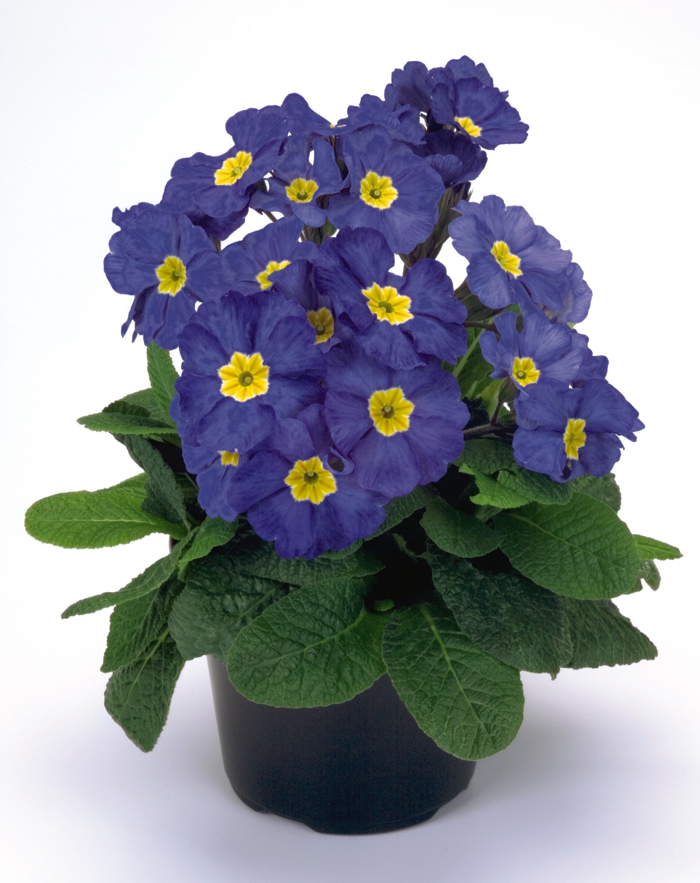 Primula elatior F1 Crescendo Blau (mittelfrüh)