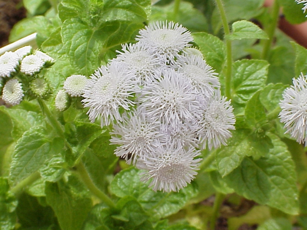 Ageratum houstonianum F1 Weißer Schnitt