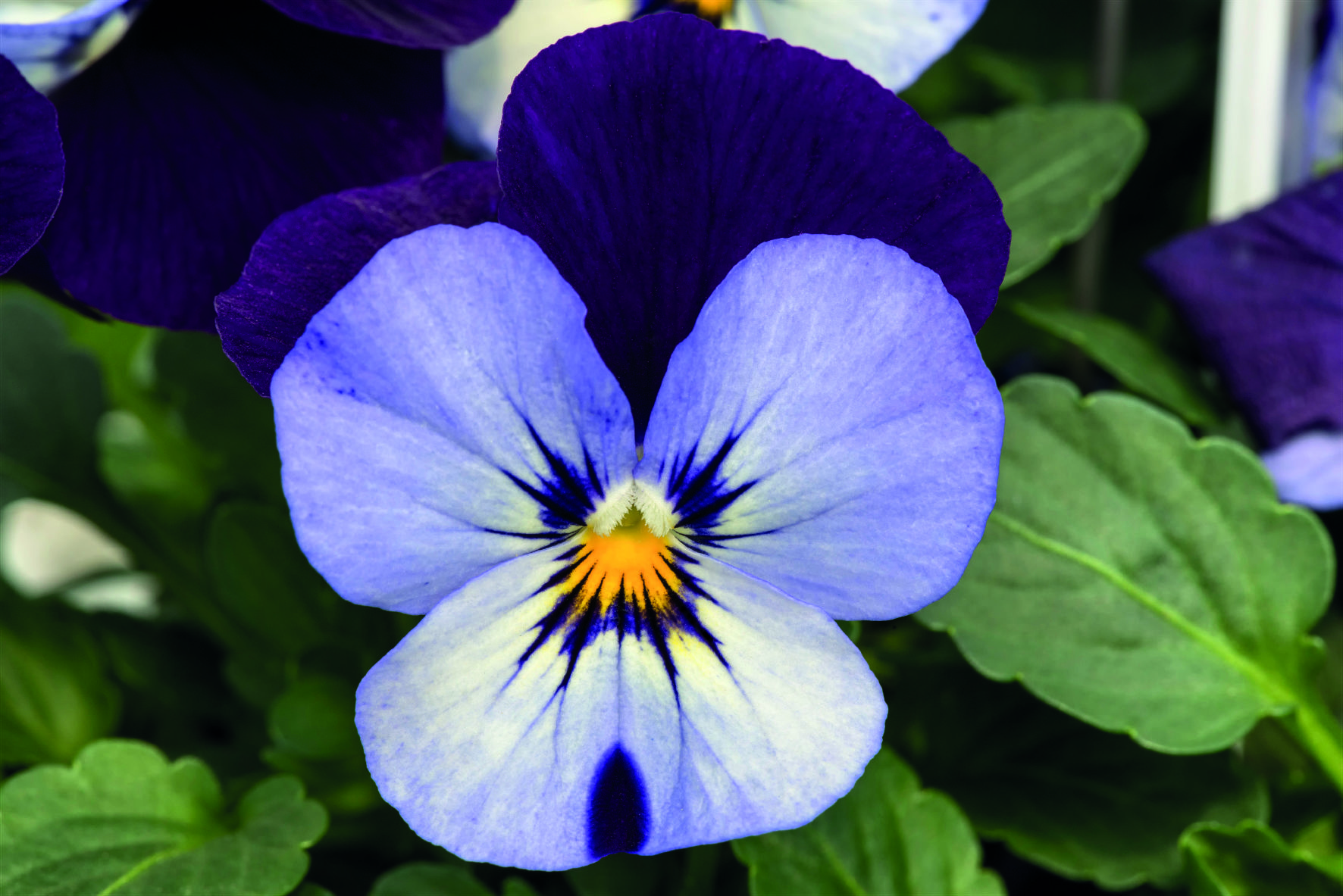Viola cornuta F1 Admire Neon Purple Wing