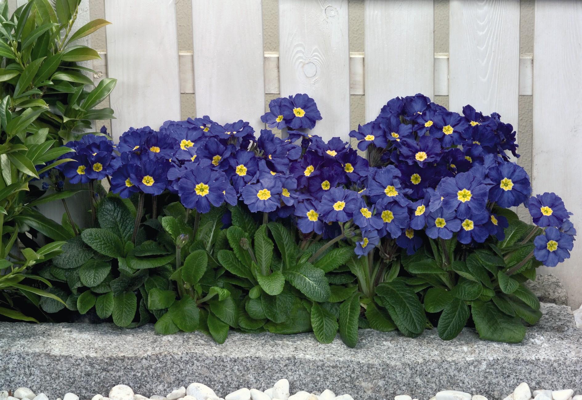 Primula elatior F1 Crescendo Blau (mittelfrüh)