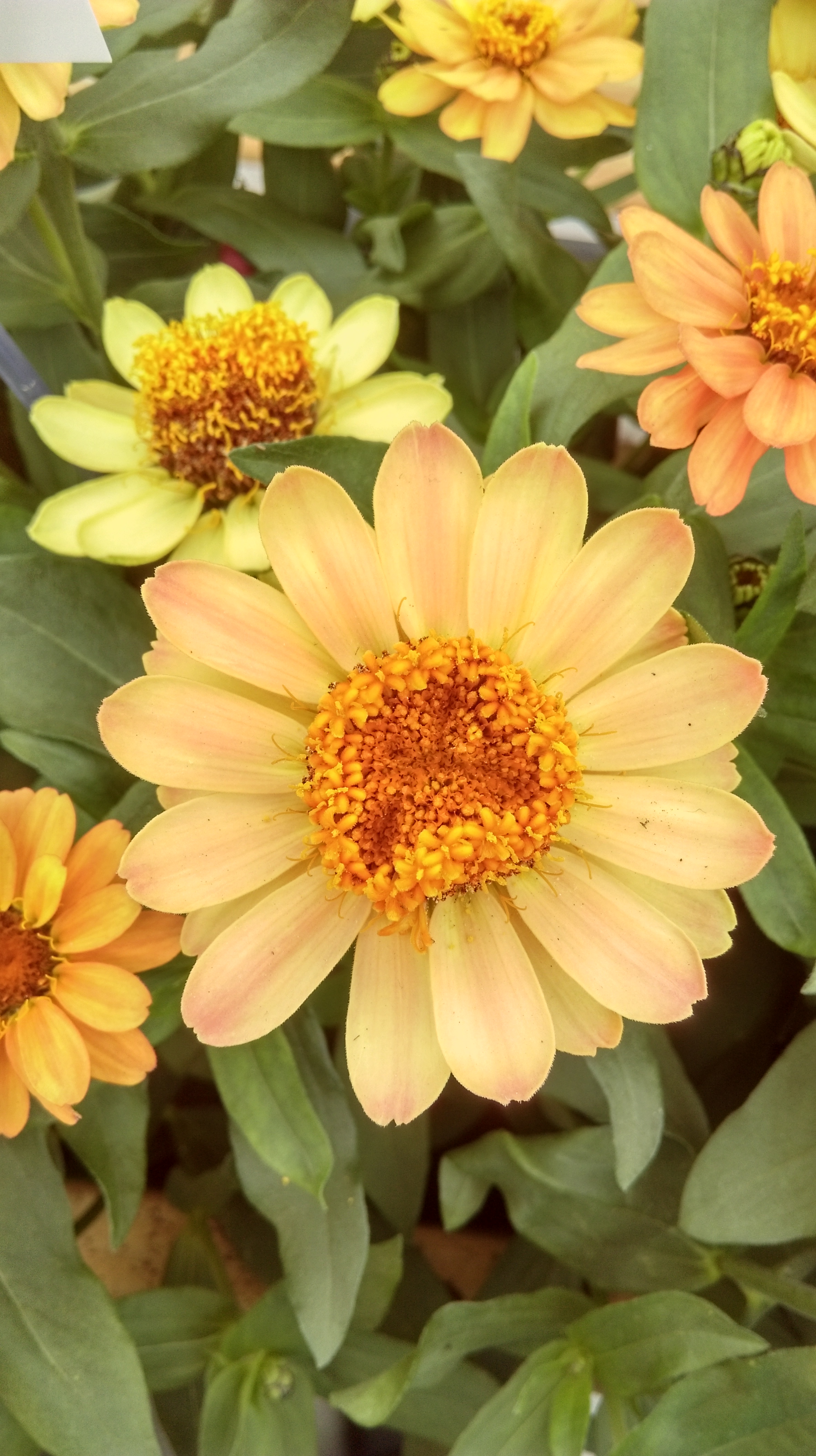 Zinnia angustifolia F1 Profusion Deep Abricot