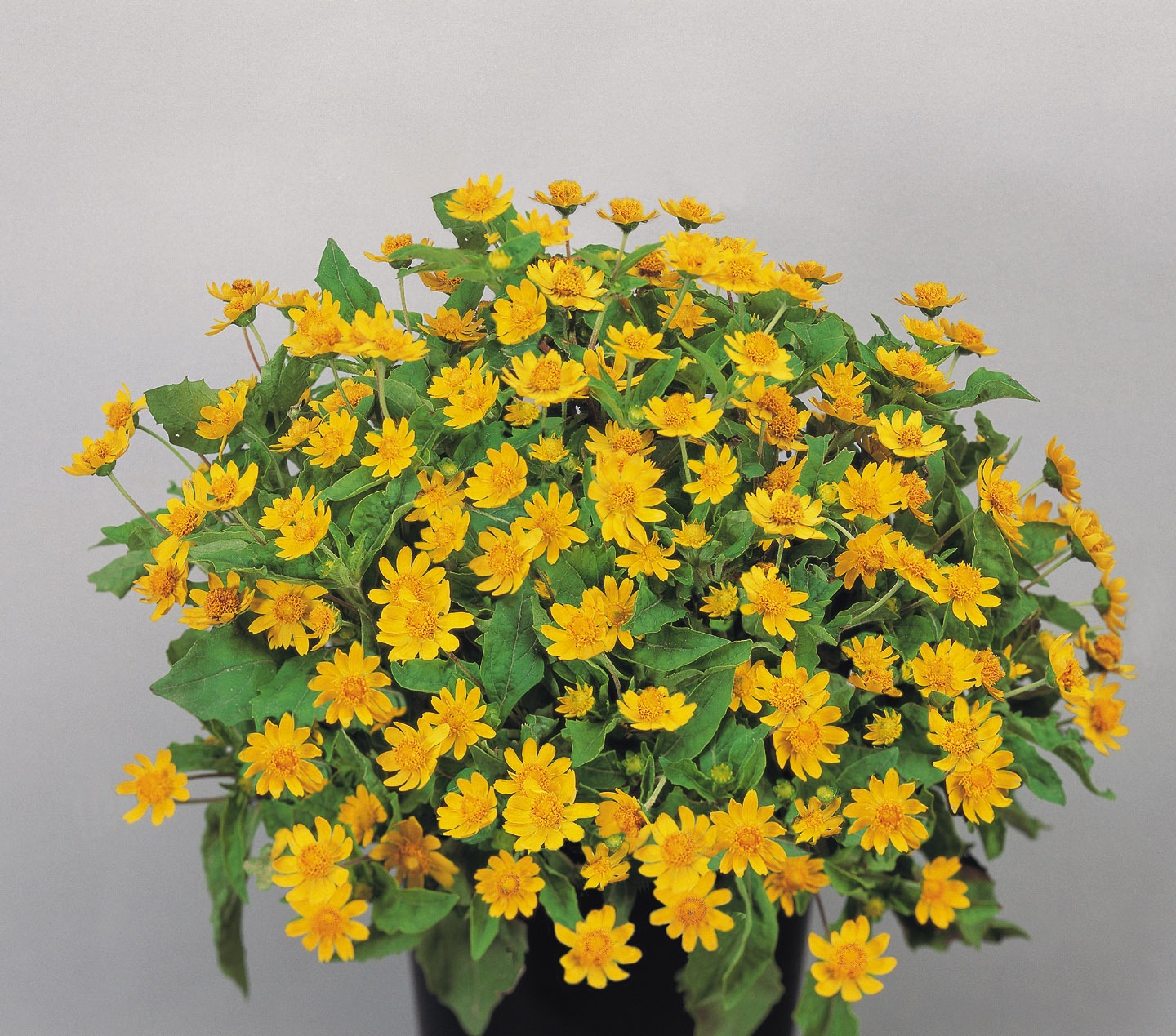 Melampodium paludosum Derby Yellow