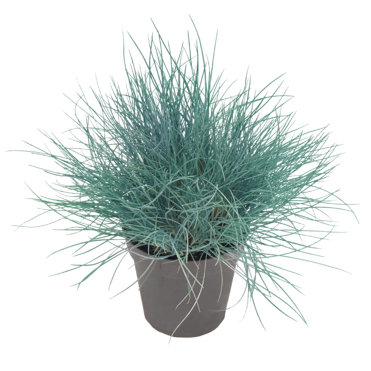 Festuca valesiaca Buddy Blue